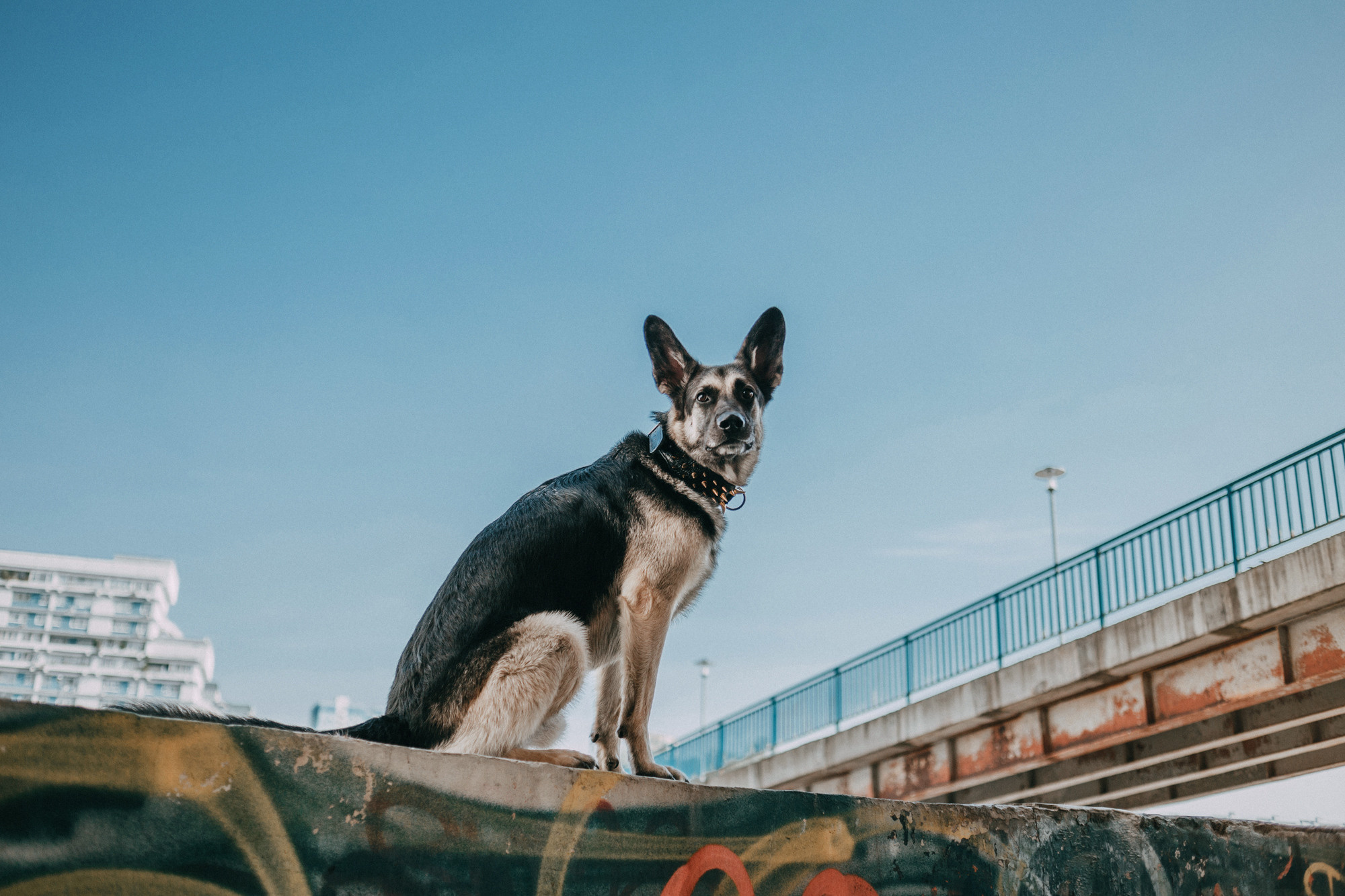 Элина, Слава, Байкал и Аксель. Фотограф-анималист Елена Радченко, Москва
