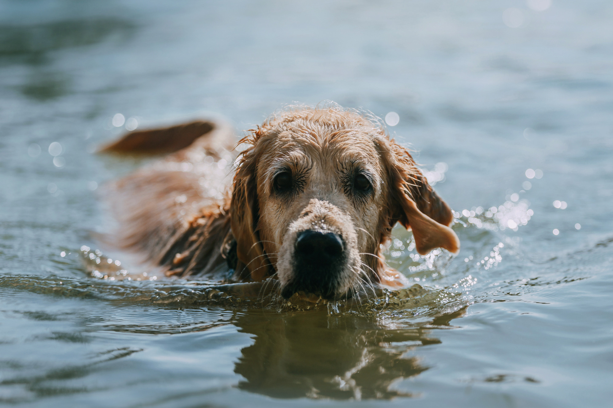 Бэлла и Альма. Фотограф-анималист Елена Радченко, Москва