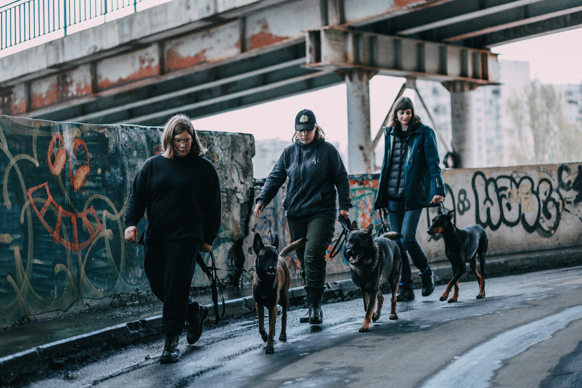 Ошейники Tame flame. Фотограф-анималист Елена Радченко, Москва