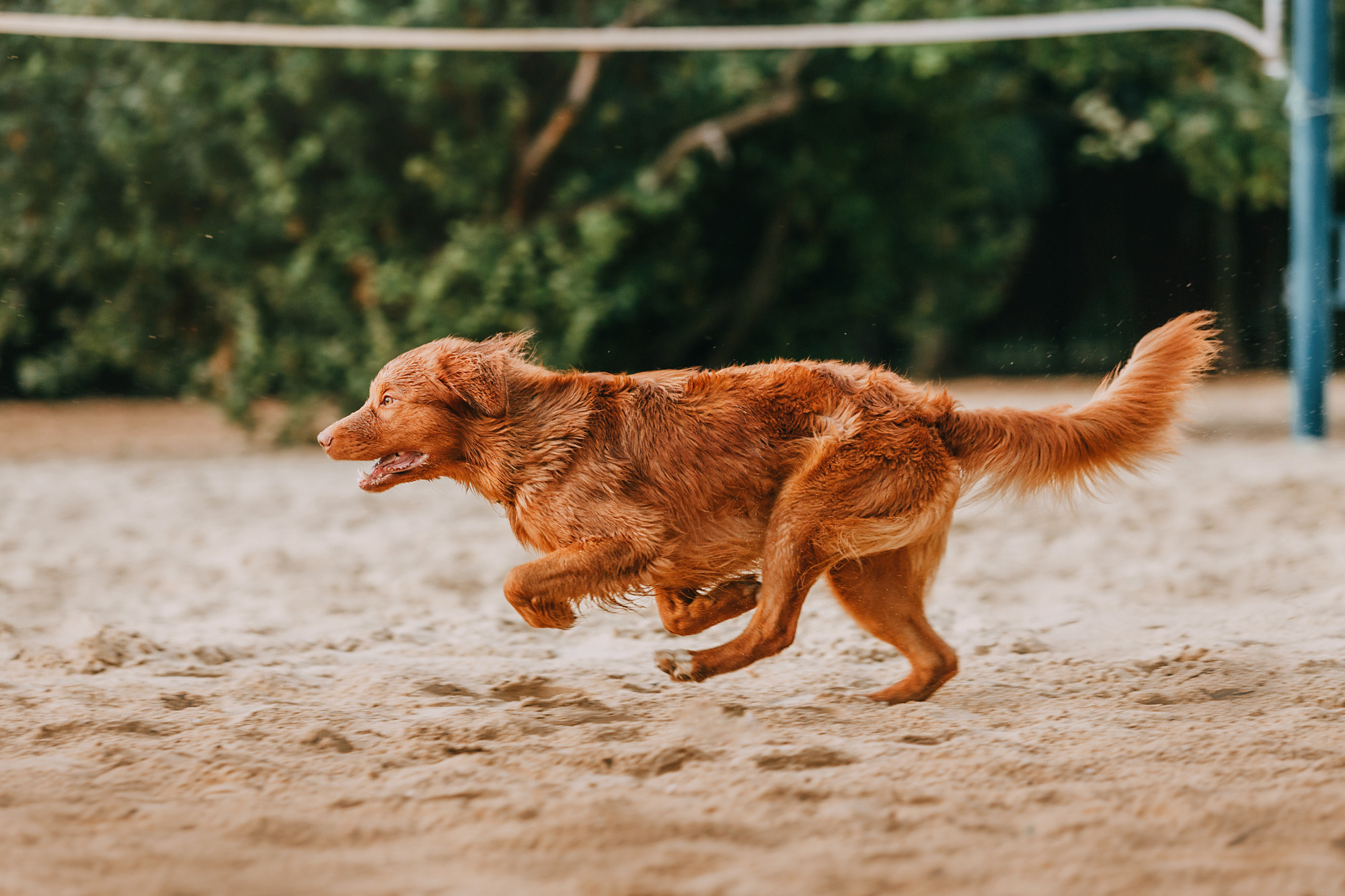 Бублик. Фотограф-анималист Елена Радченко, Москва