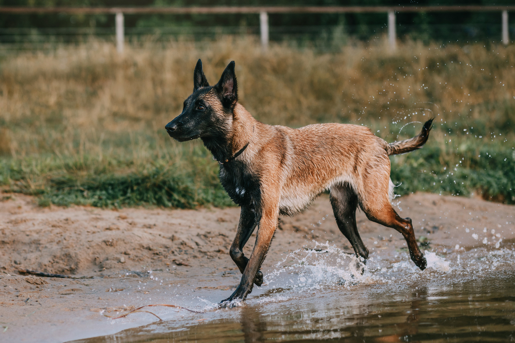 Полина и Ишка. Фотограф-анималист Елена Радченко, Москва