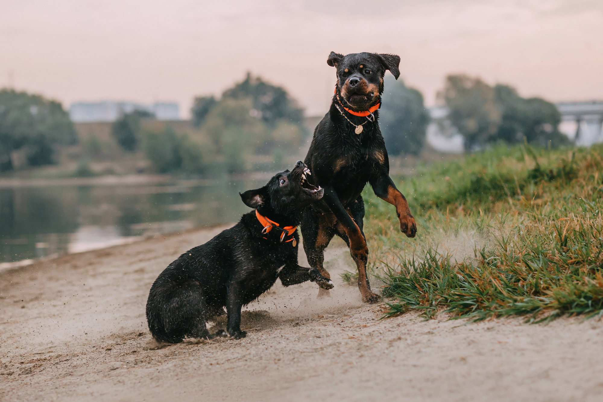 Виктория, Финн и Ливи. Фотограф-анималист Елена Радченко, Москва