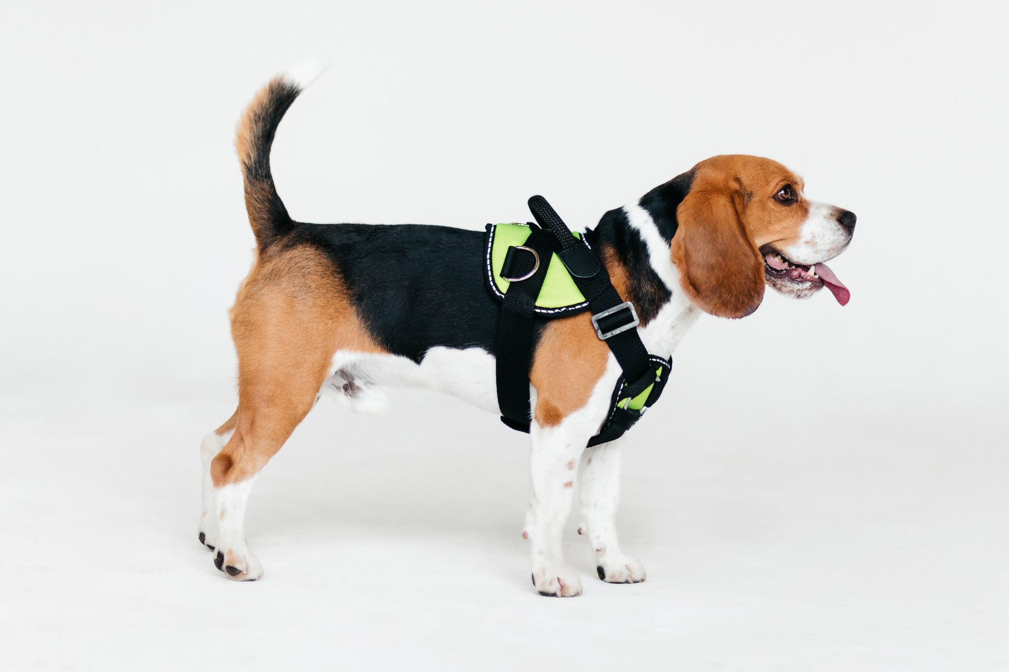 Магазин Каскад. Фотограф-анималист Елена Радченко, Москва