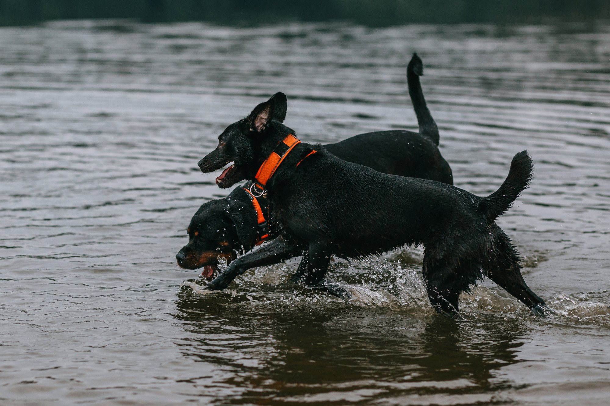 Виктория, Финн и Ливи. Фотограф-анималист Елена Радченко, Москва