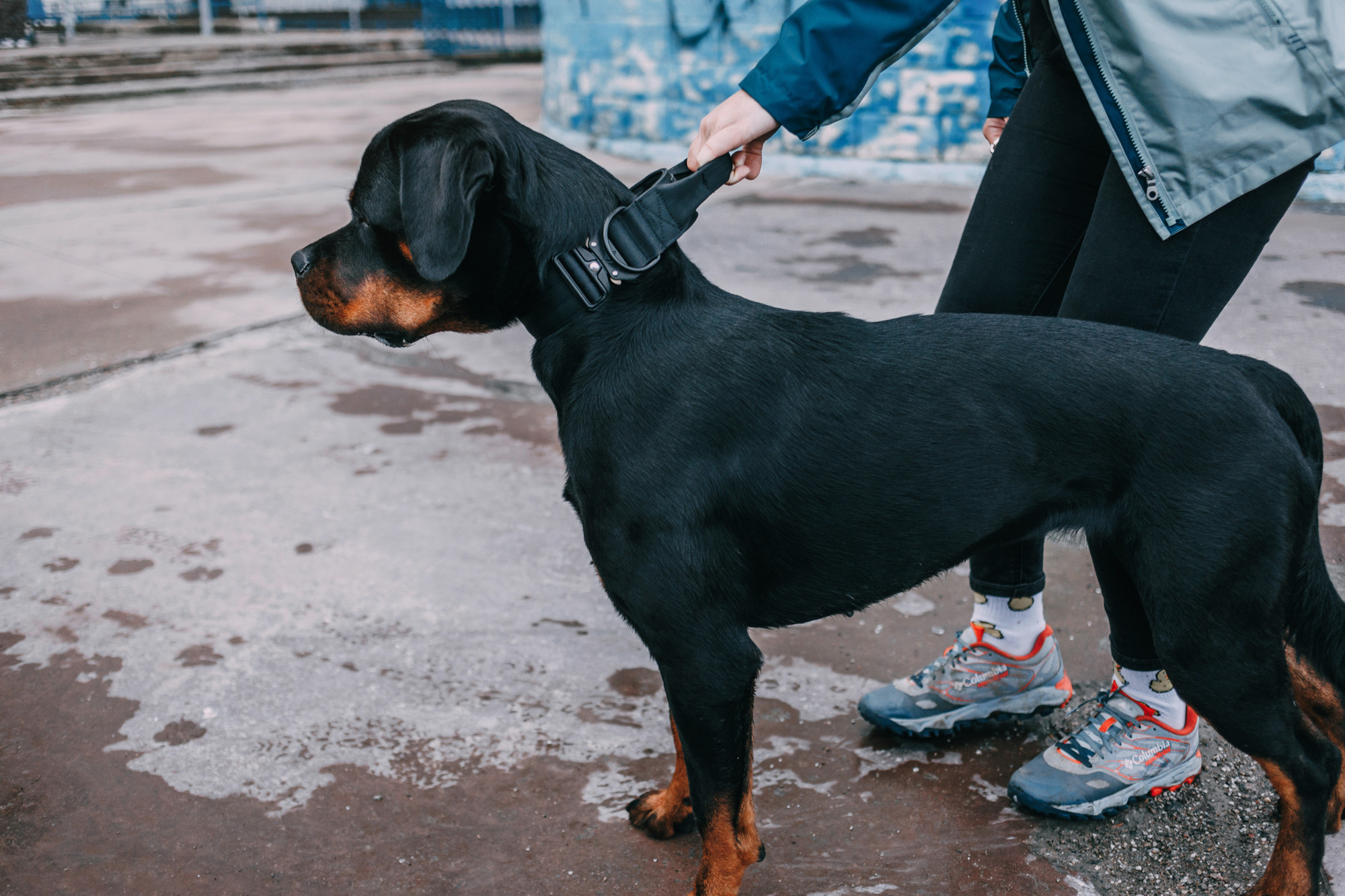 Ошейники Tame flame. Фотограф-анималист Елена Радченко, Москва