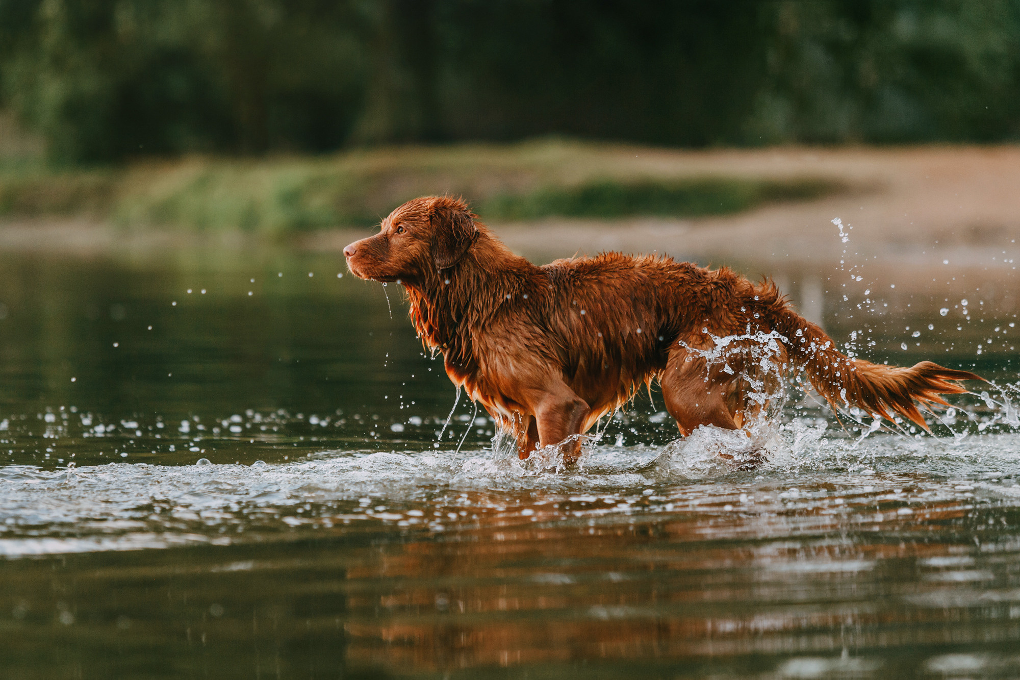 Бублик. Фотограф-анималист Елена Радченко, Москва