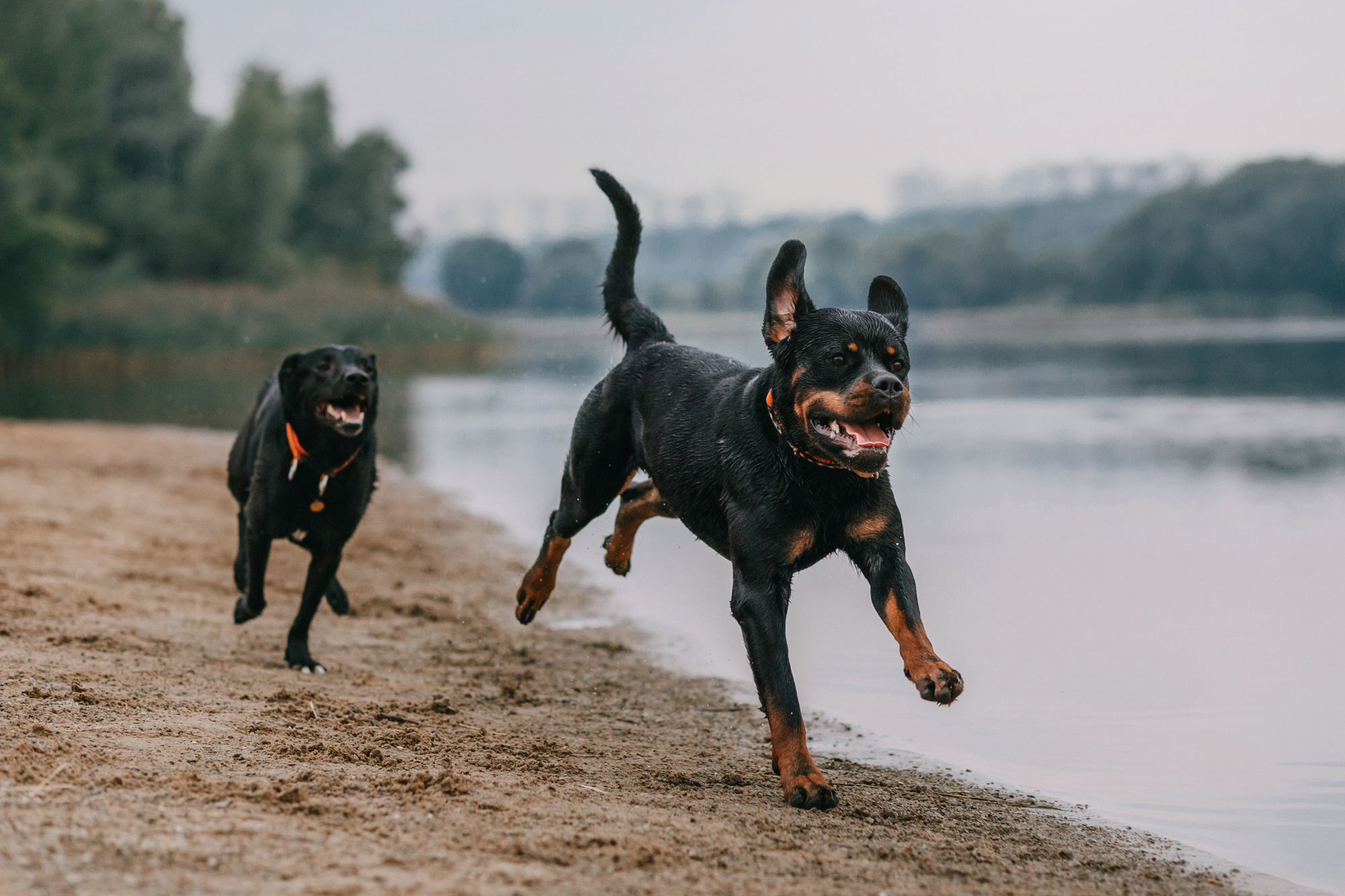 Виктория, Финн и Ливи. Фотограф-анималист Елена Радченко, Москва