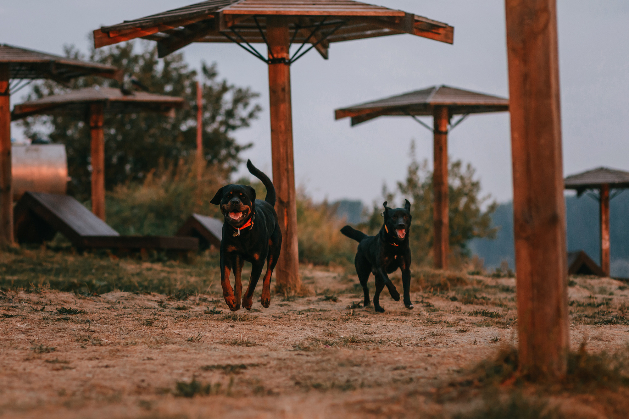 Виктория, Финн и Ливи. Фотограф-анималист Елена Радченко, Москва
