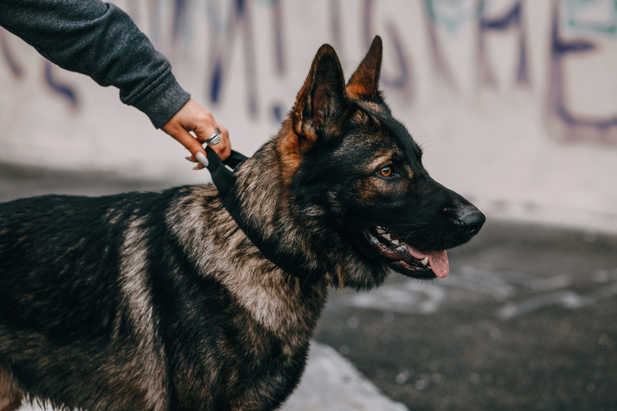 Ошейники Tame flame. Фотограф-анималист Елена Радченко, Москва