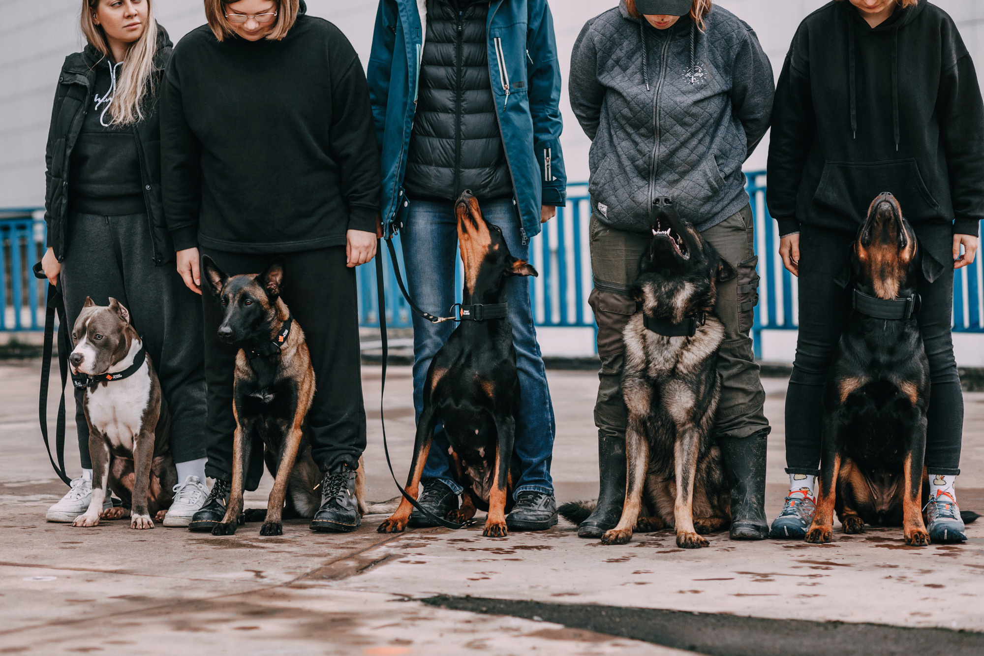 Ошейники Tame flame. Фотограф-анималист Елена Радченко, Москва