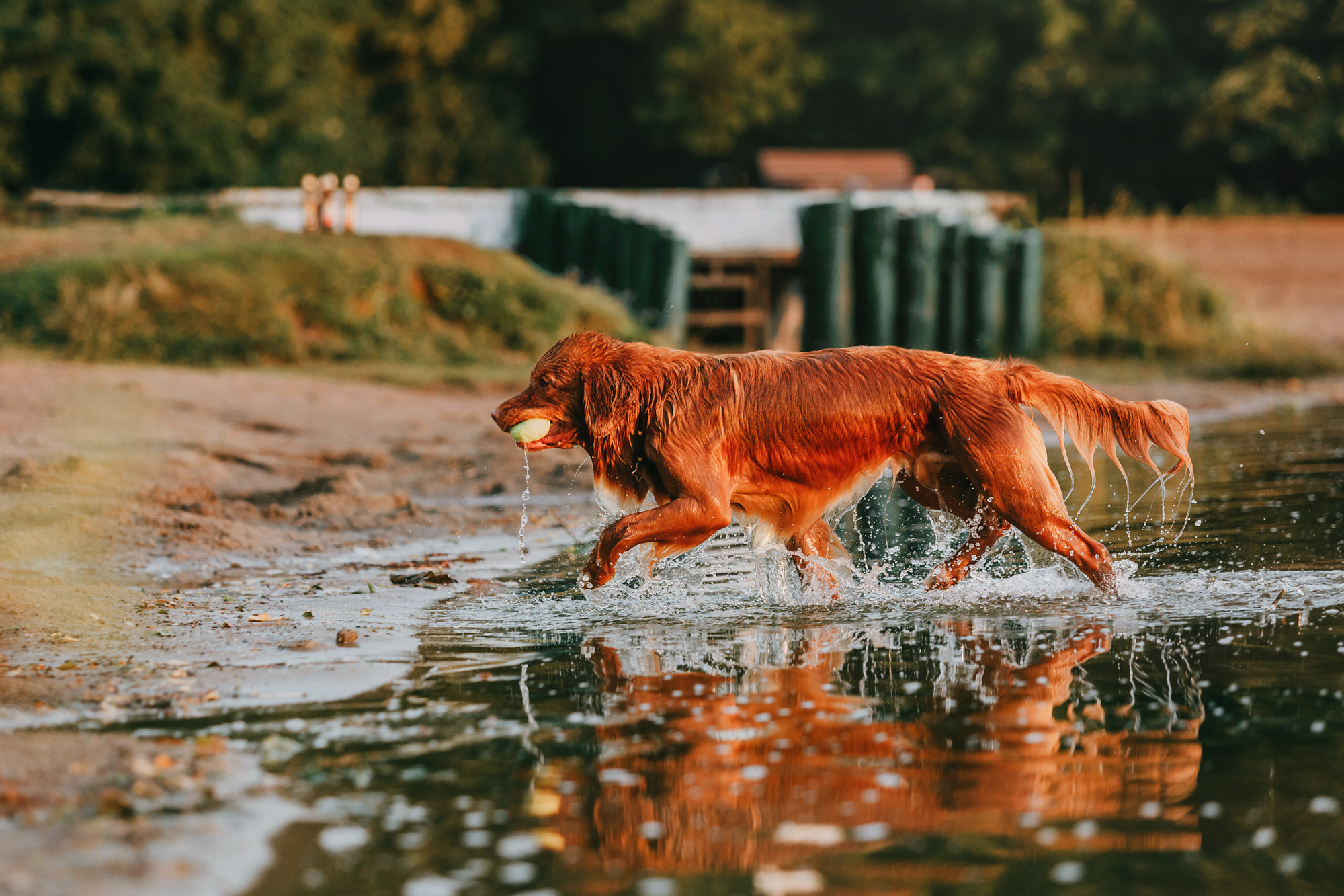 Бублик. Фотограф-анималист Елена Радченко, Москва