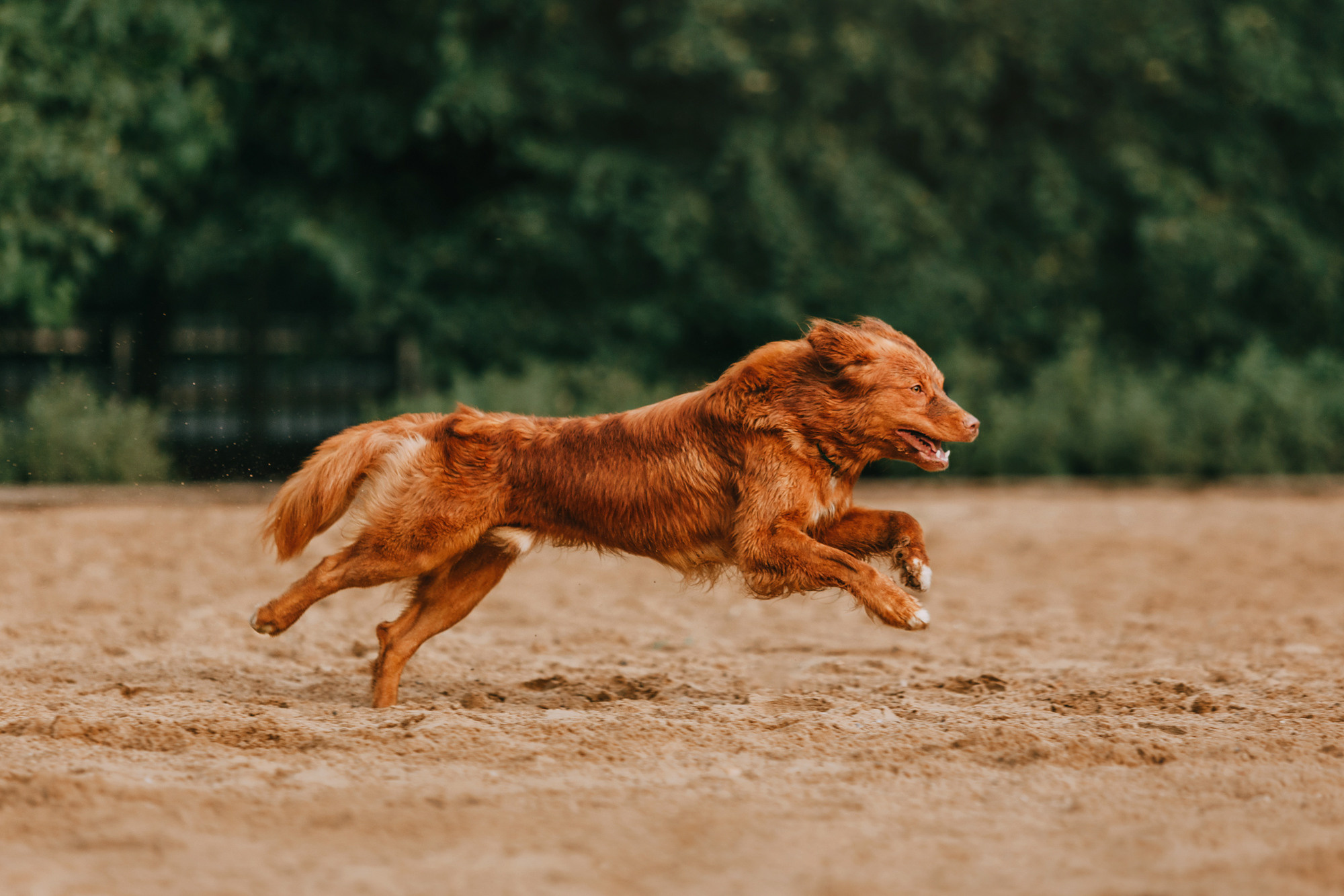 Бублик. Фотограф-анималист Елена Радченко, Москва