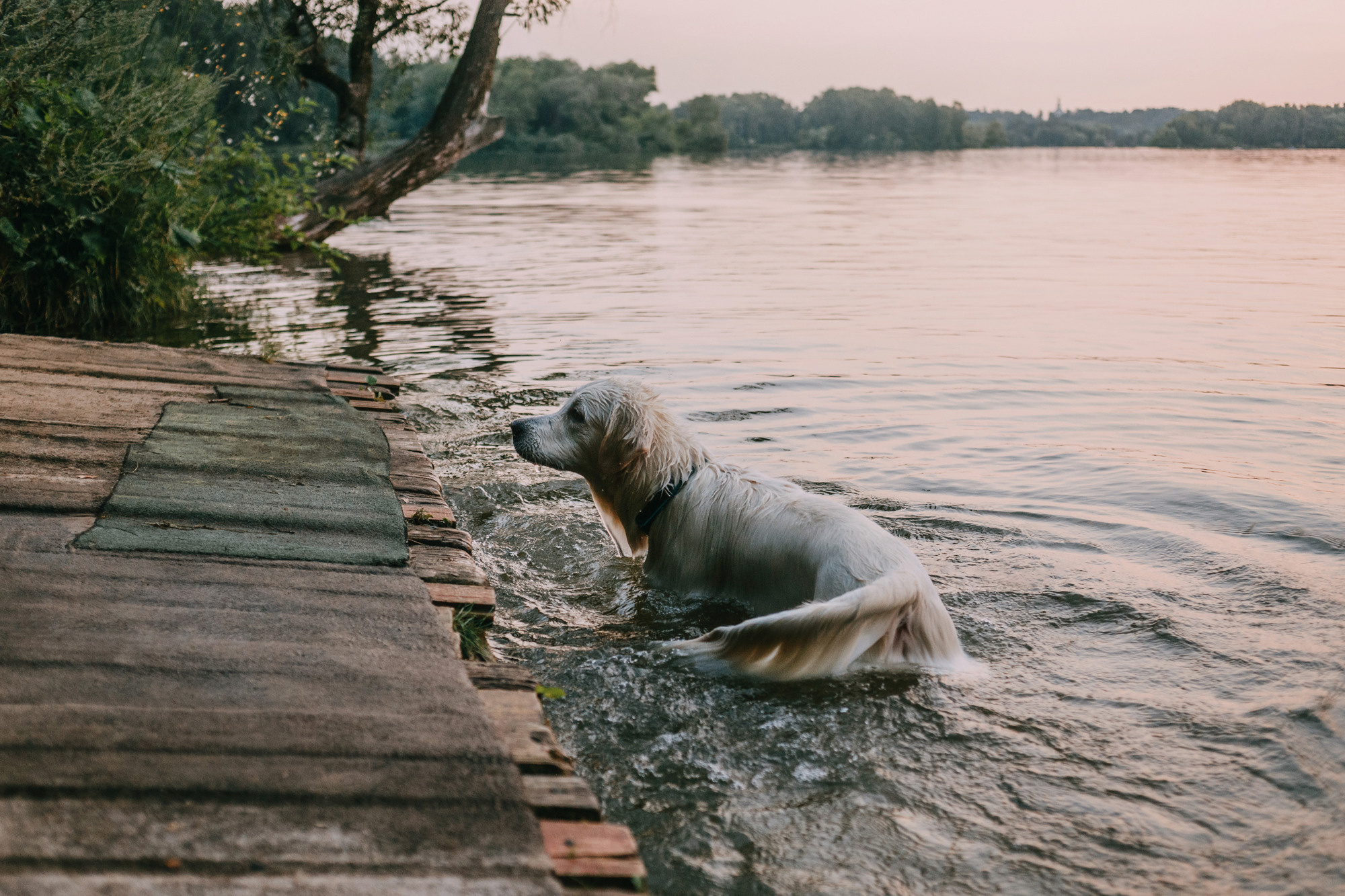 Ольга и Винни. Фотограф-анималист Елена Радченко, Москва