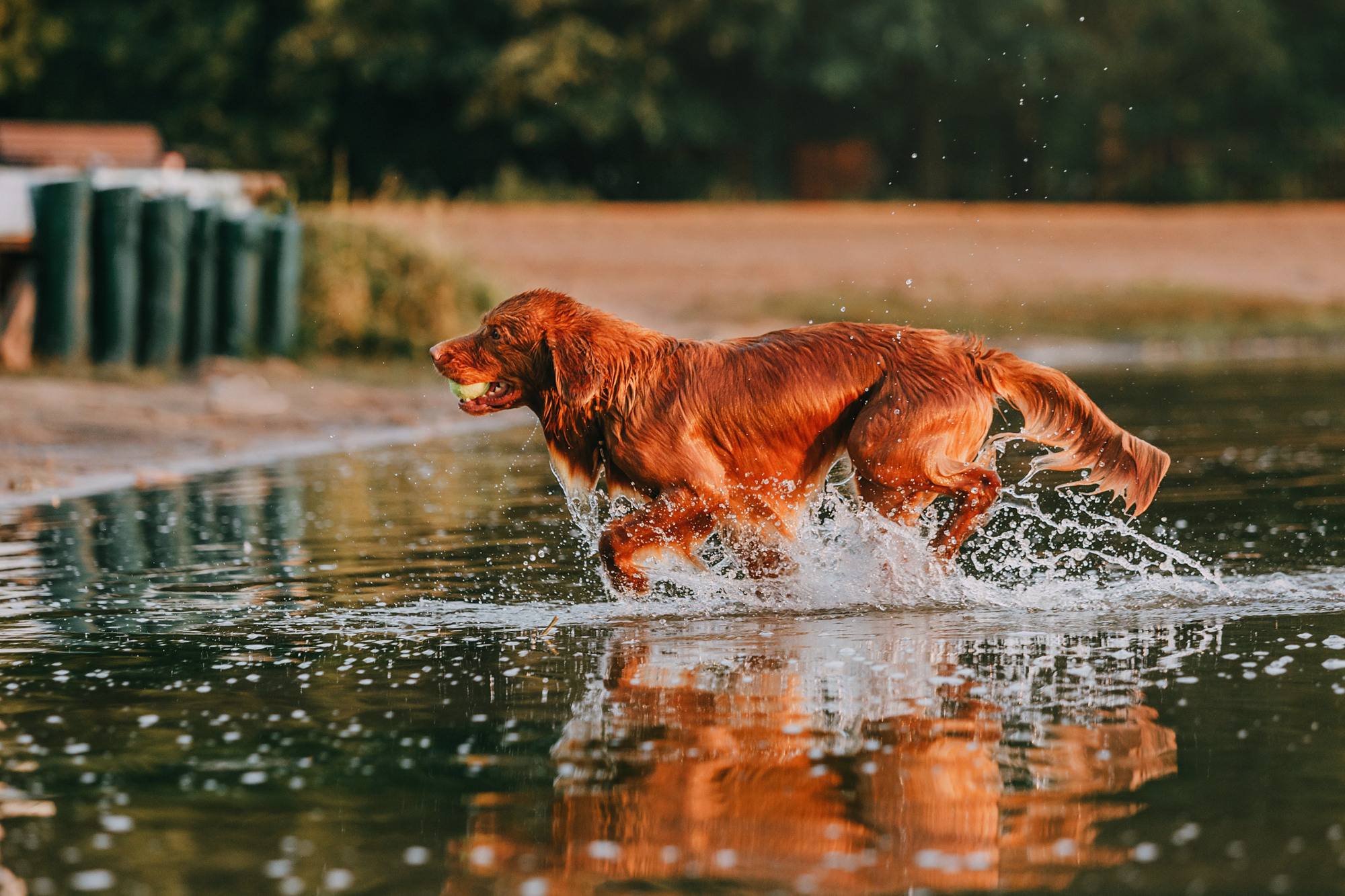 Бублик. Фотограф-анималист Елена Радченко, Москва