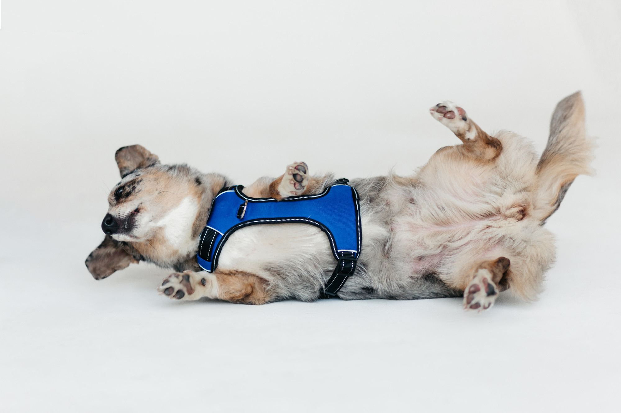 Магазин Каскад. Фотограф-анималист Елена Радченко, Москва