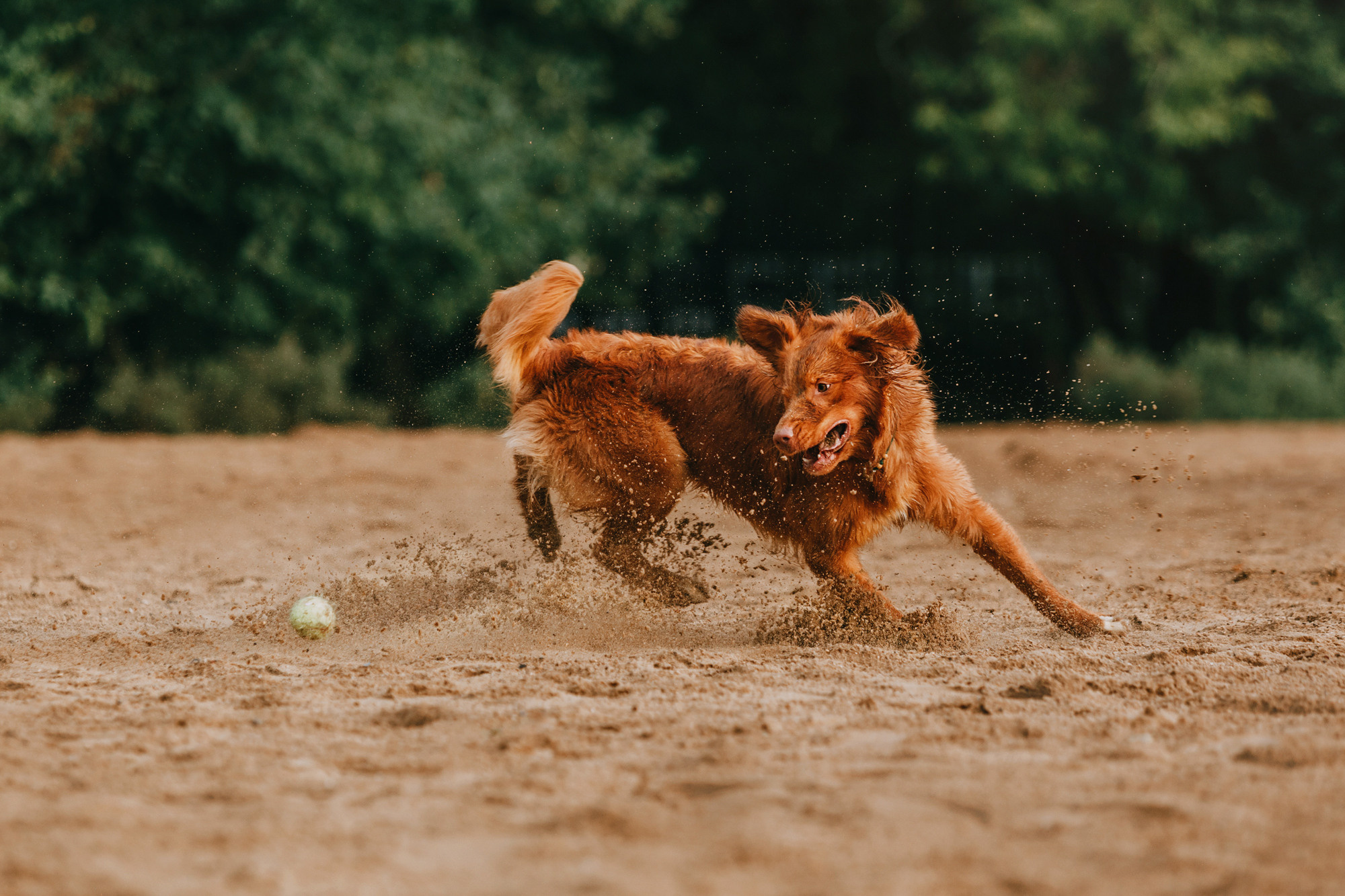 Бублик. Фотограф-анималист Елена Радченко, Москва