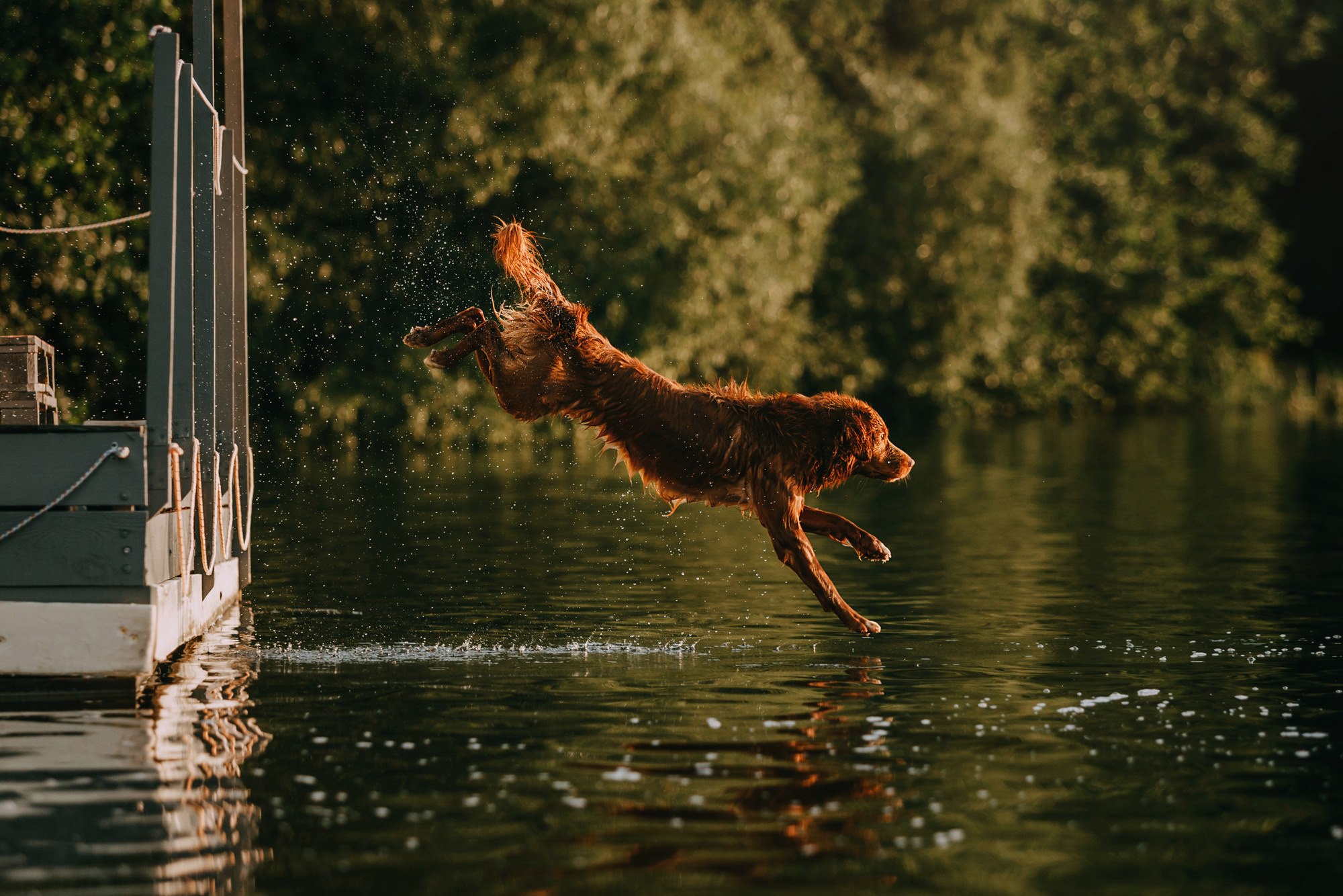 Бублик. Фотограф-анималист Елена Радченко, Москва