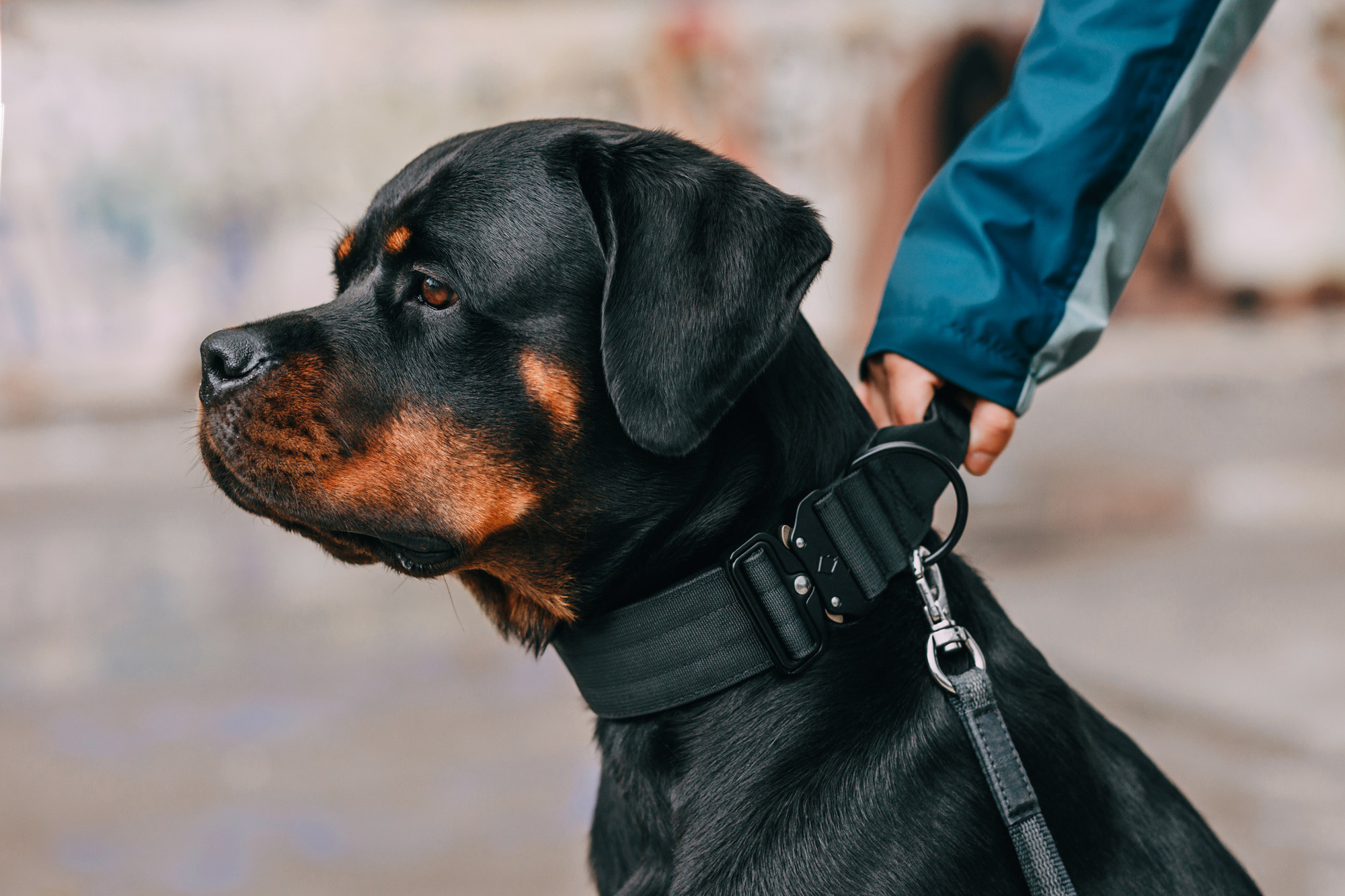 Ошейники Tame flame. Фотограф-анималист Елена Радченко, Москва