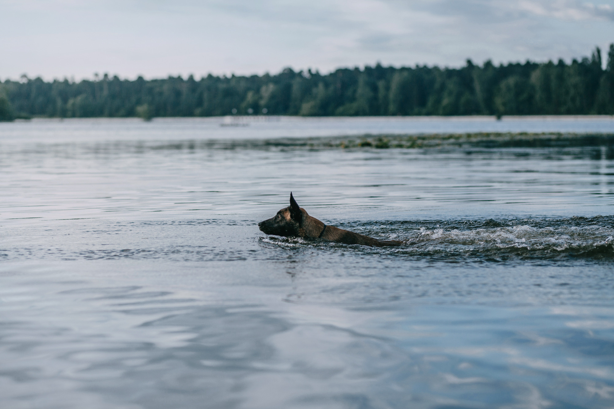 Полина и Ишка. Фотограф-анималист Елена Радченко, Москва
