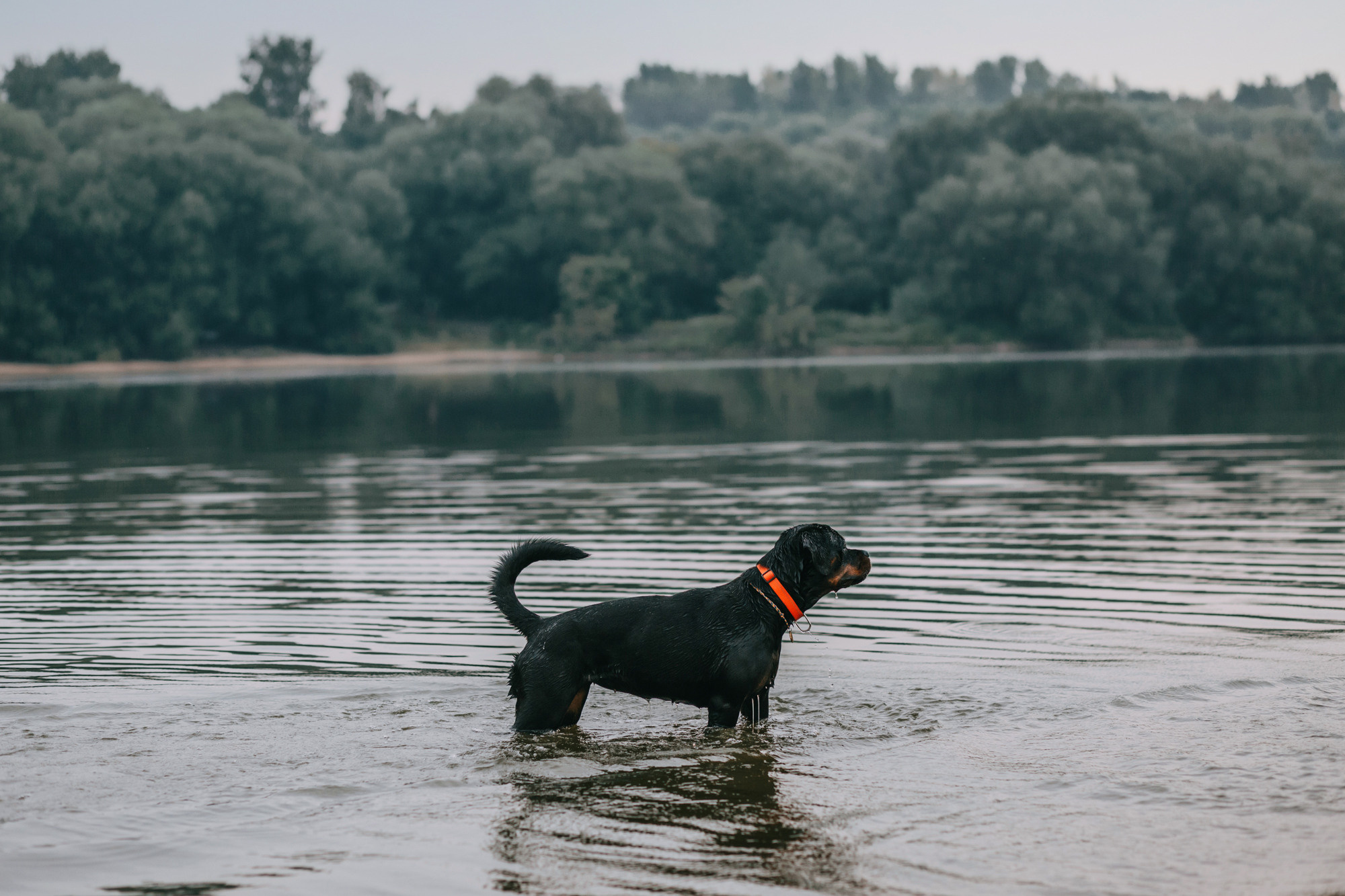 Виктория, Финн и Ливи. Фотограф-анималист Елена Радченко, Москва