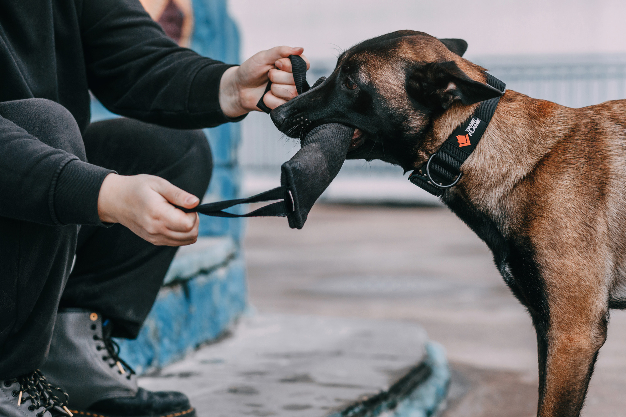 Ошейники Tame flame. Фотограф-анималист Елена Радченко, Москва