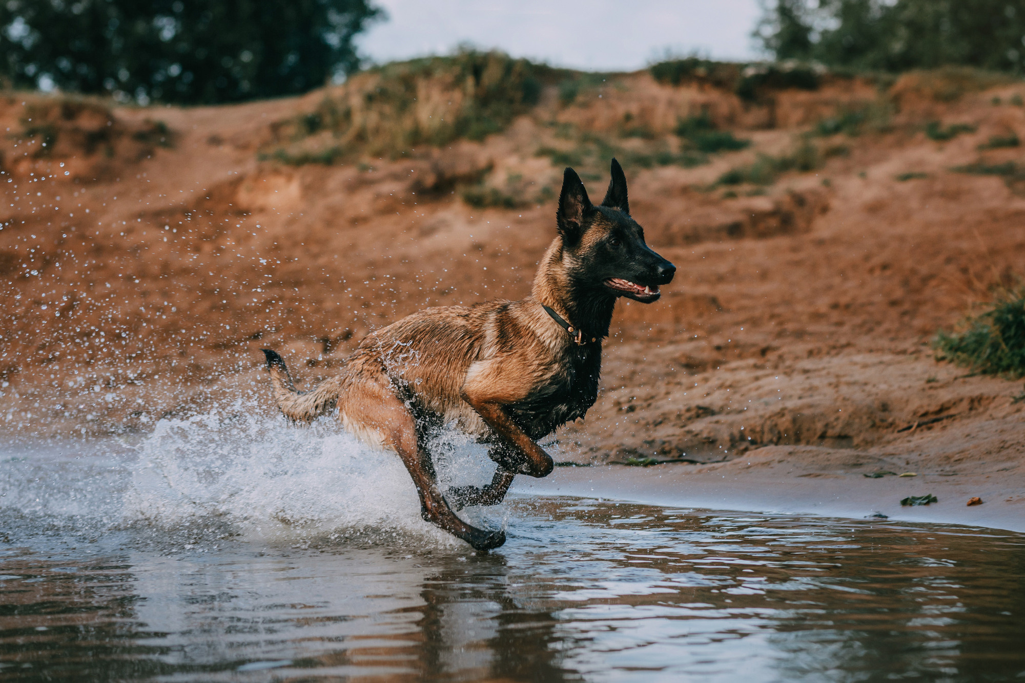 Полина и Ишка. Фотограф-анималист Елена Радченко, Москва