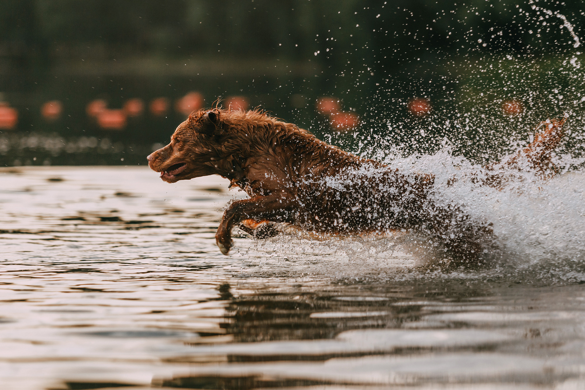 Бублик. Фотограф-анималист Елена Радченко, Москва