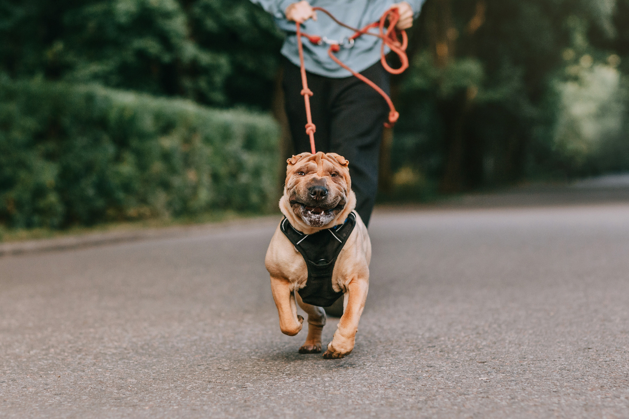 Аппа. Фотограф-анималист Елена Радченко, Москва