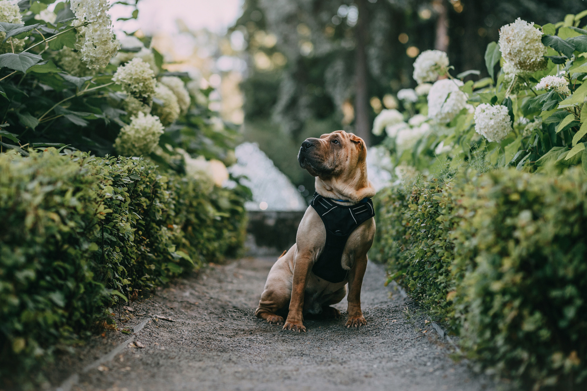 Аппа. Фотограф-анималист Елена Радченко, Москва