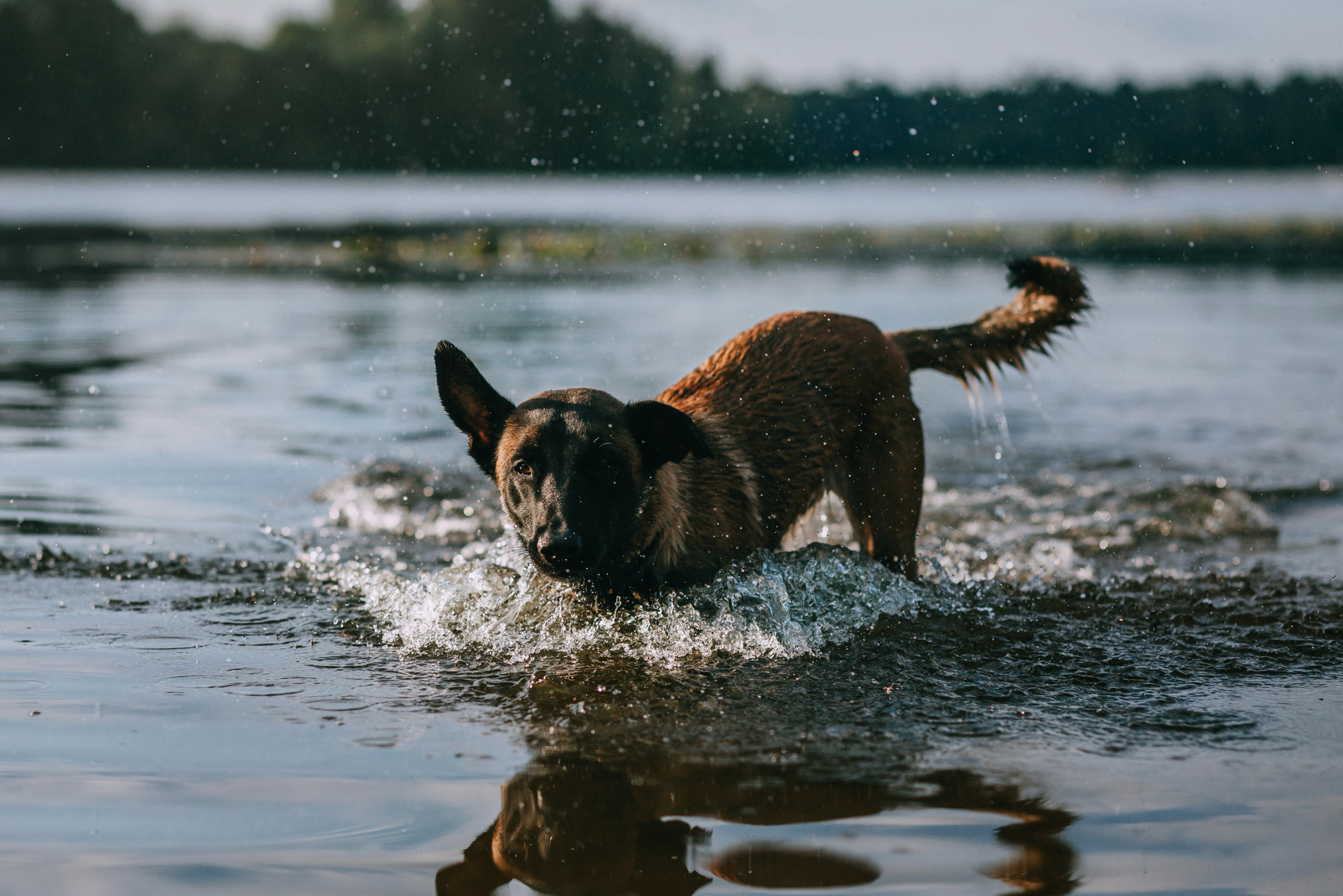 Полина и Ишка. Фотограф-анималист Елена Радченко, Москва