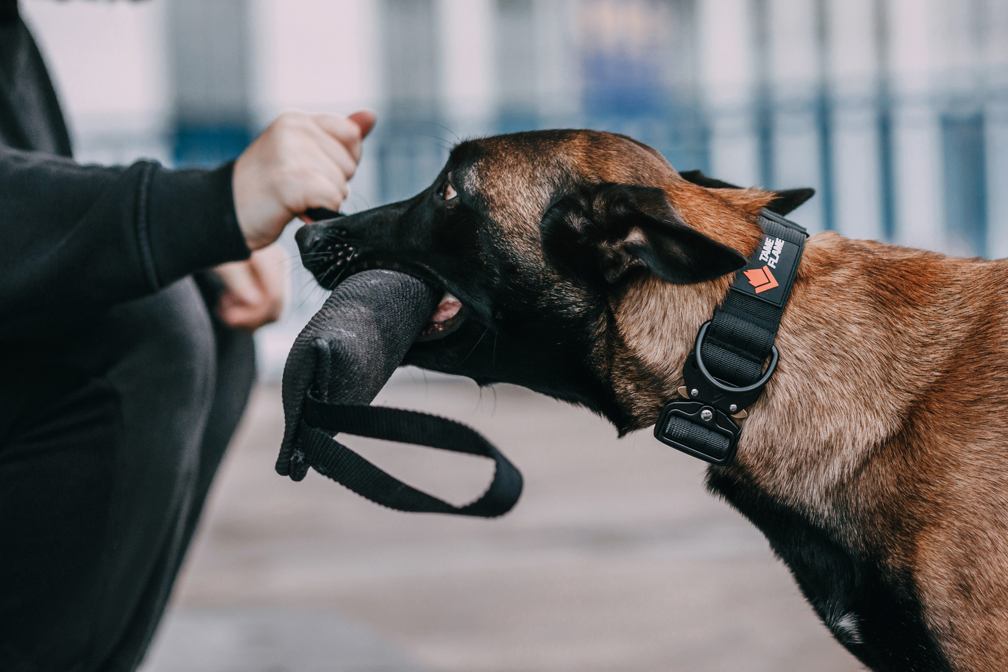 Ошейники Tame flame. Фотограф-анималист Елена Радченко, Москва