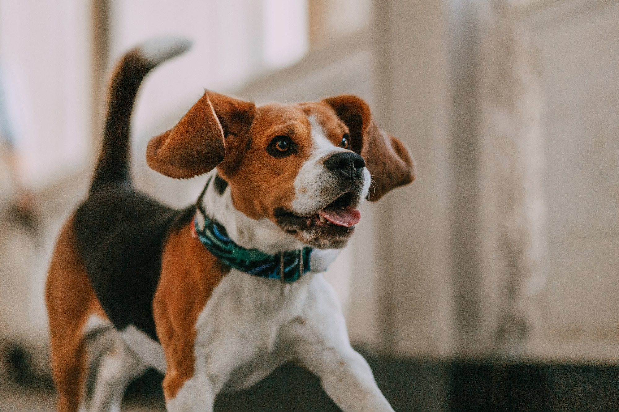 Марина, Максим и Дэй. Фотограф-анималист Елена Радченко, Москва
