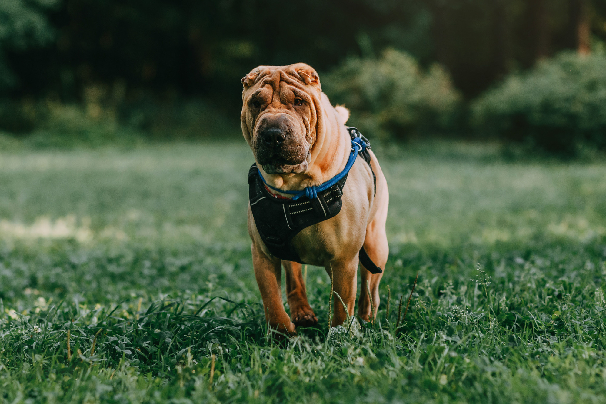 Аппа. Фотограф-анималист Елена Радченко, Москва