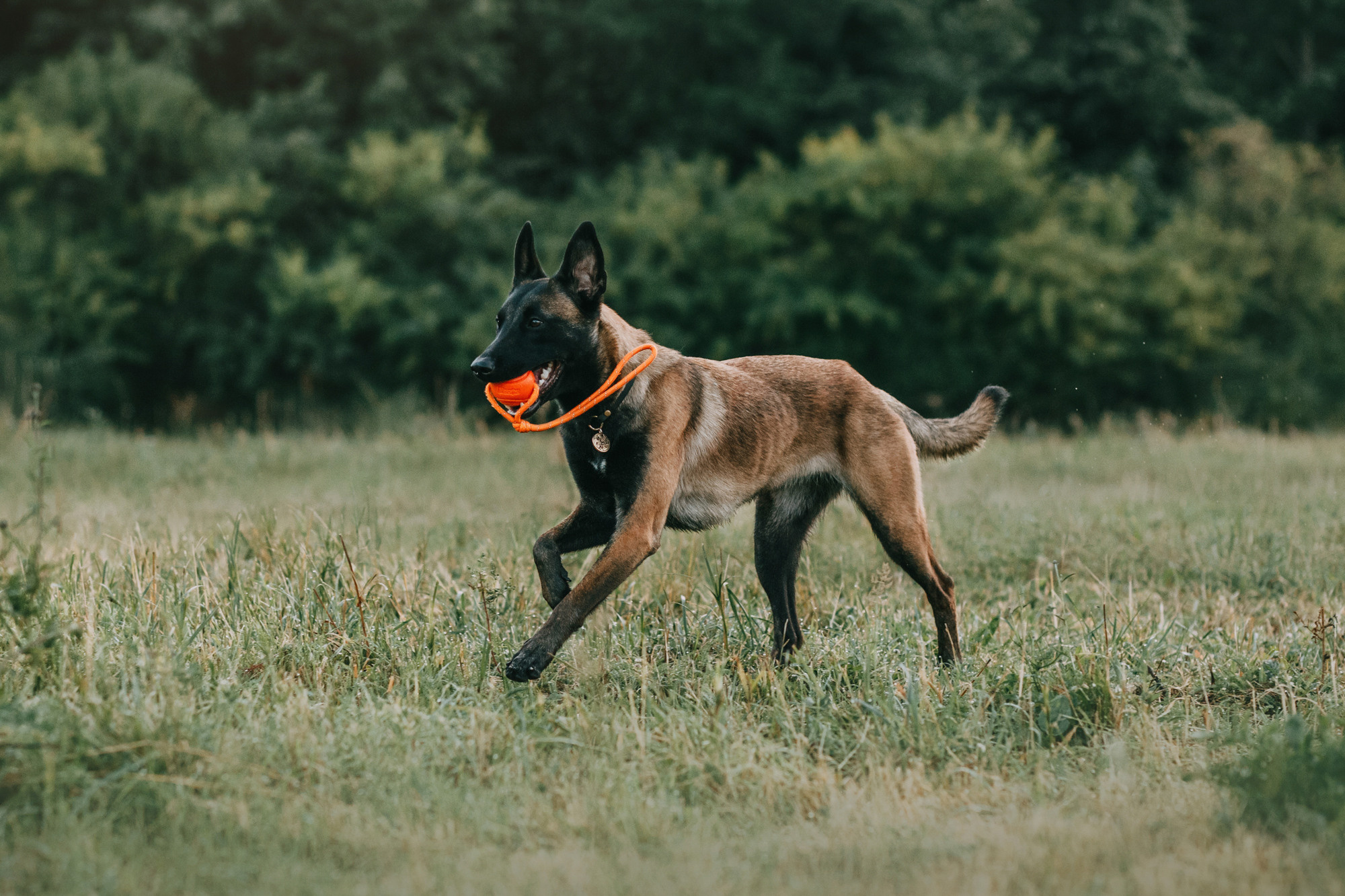 Полина и Ишка. Фотограф-анималист Елена Радченко, Москва