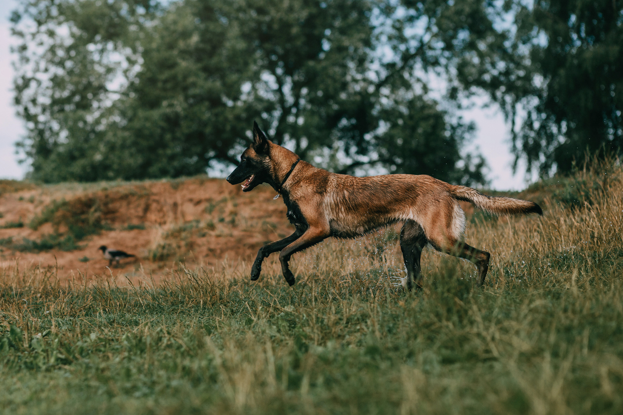 Полина и Ишка. Фотограф-анималист Елена Радченко, Москва