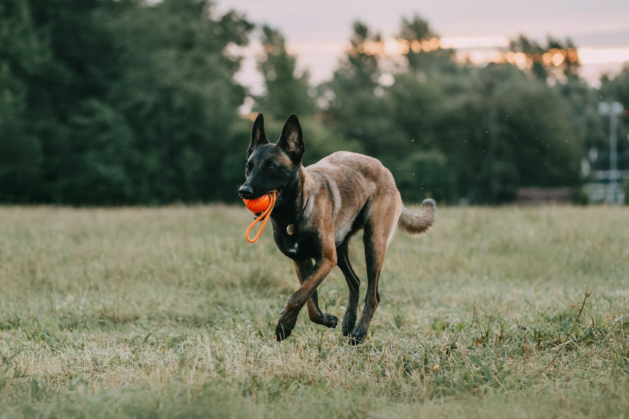 Полина и Ишка. Фотограф-анималист Елена Радченко, Москва