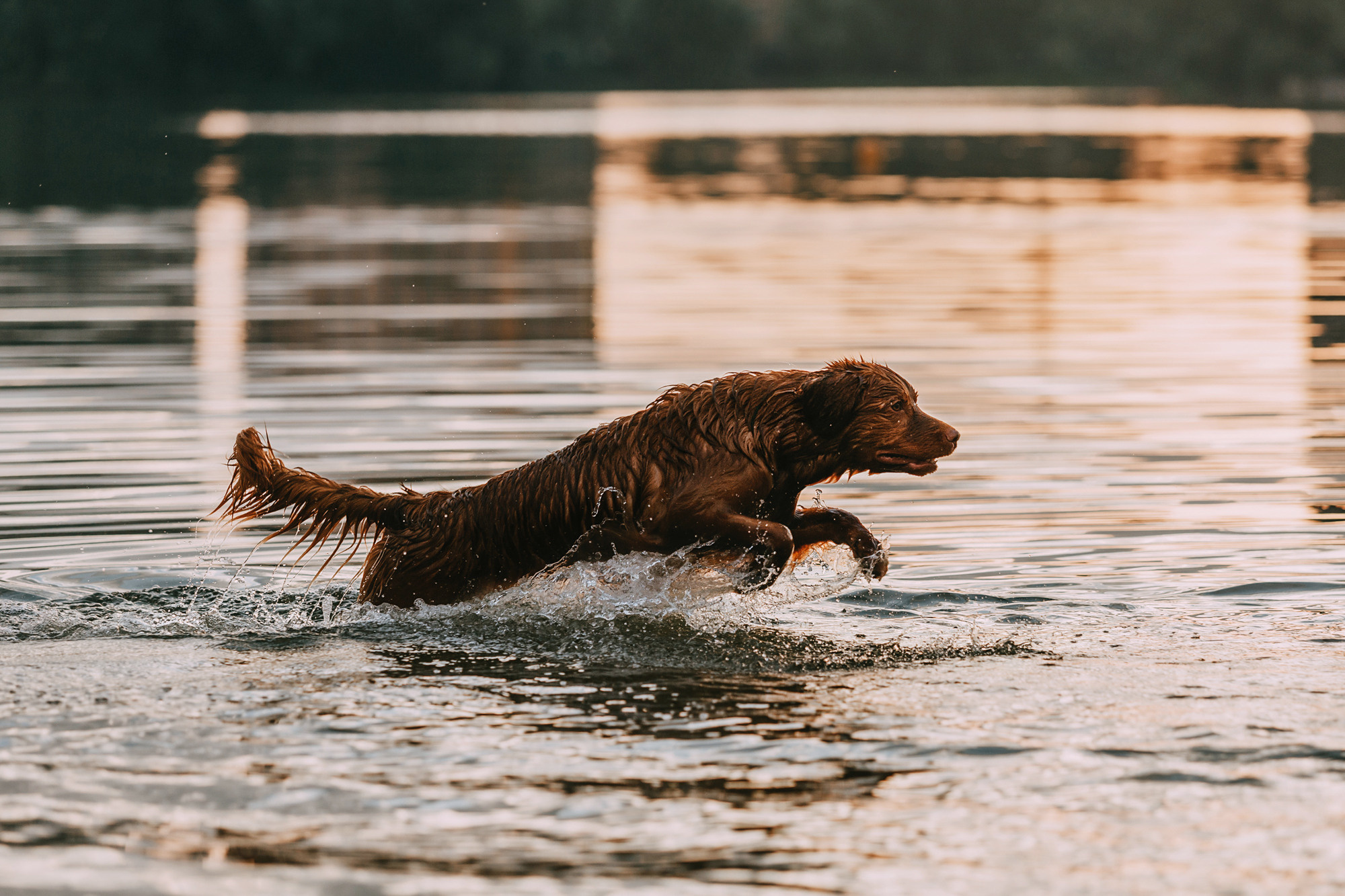 Бублик. Фотограф-анималист Елена Радченко, Москва