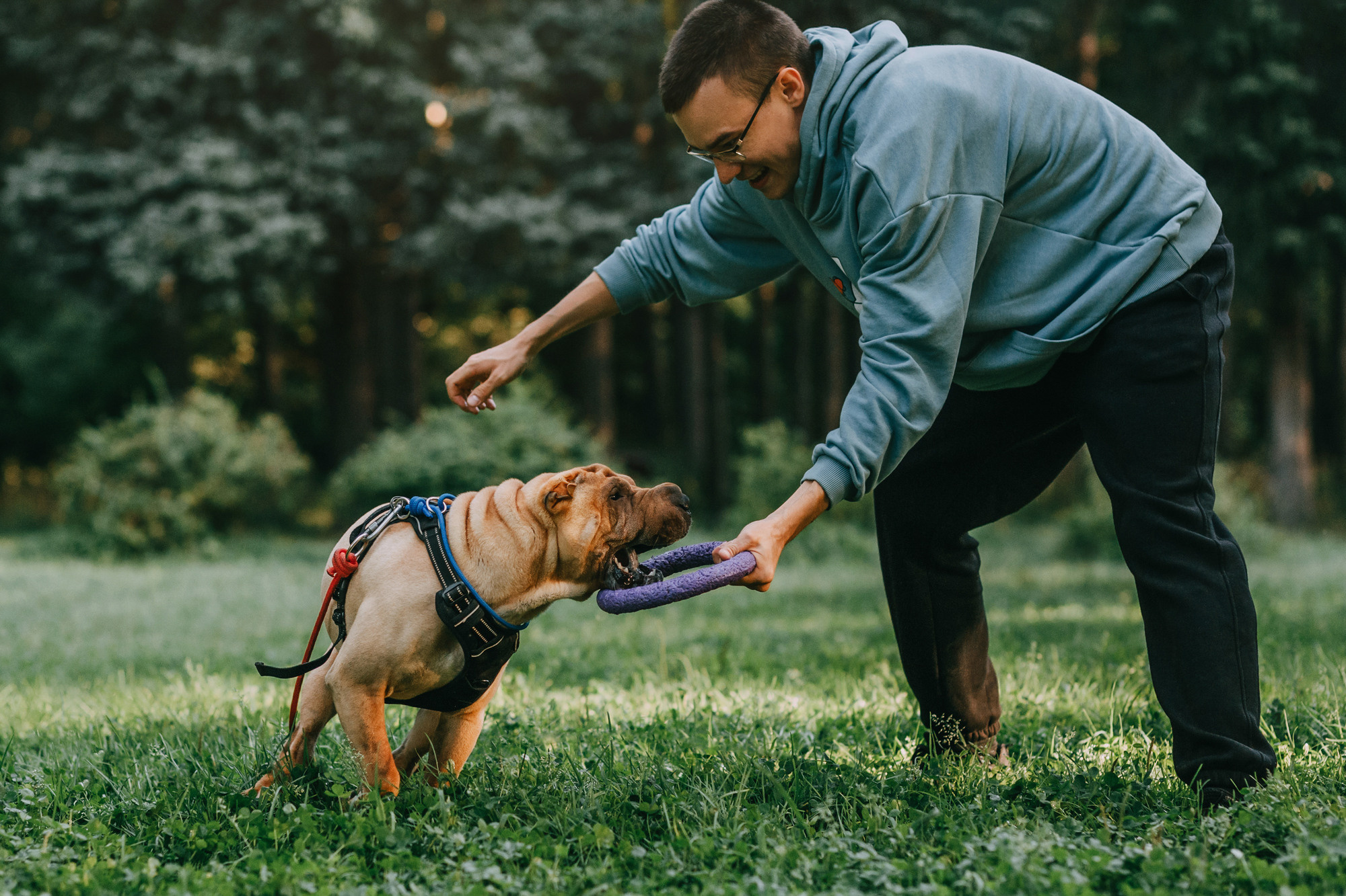 Аппа. Фотограф-анималист Елена Радченко, Москва