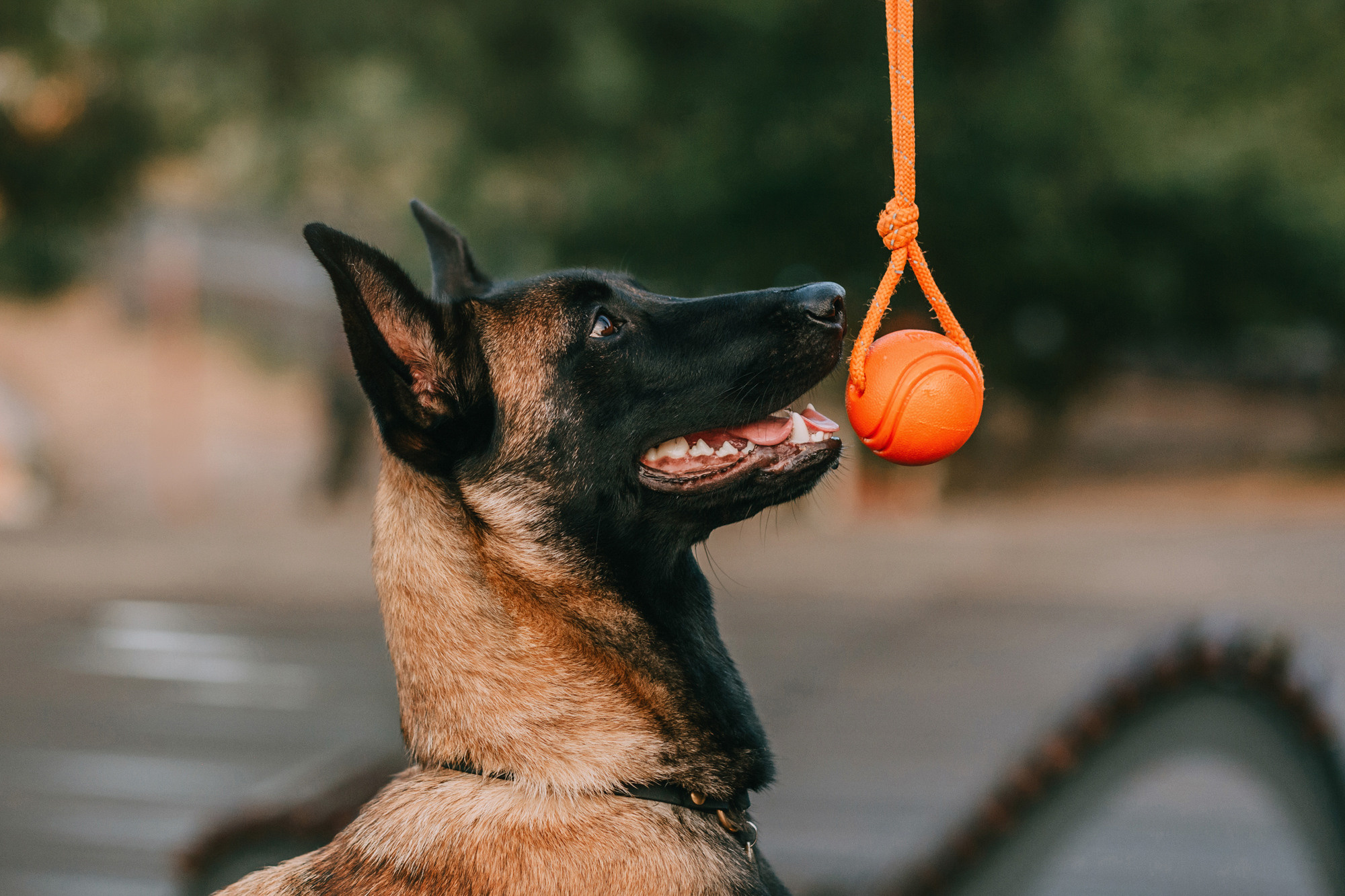 Полина и Ишка. Фотограф-анималист Елена Радченко, Москва