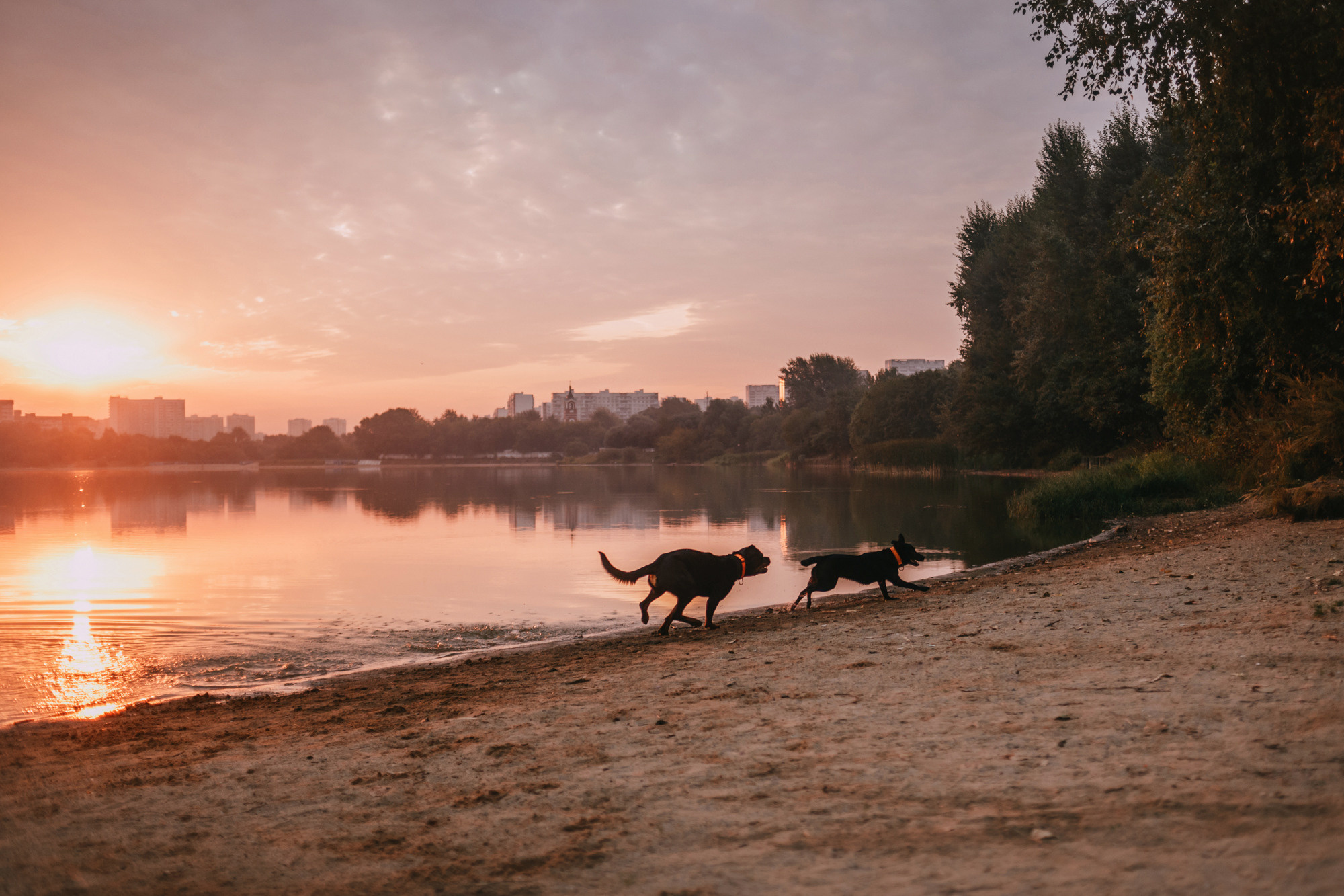 Виктория, Финн и Ливи. Фотограф-анималист Елена Радченко, Москва