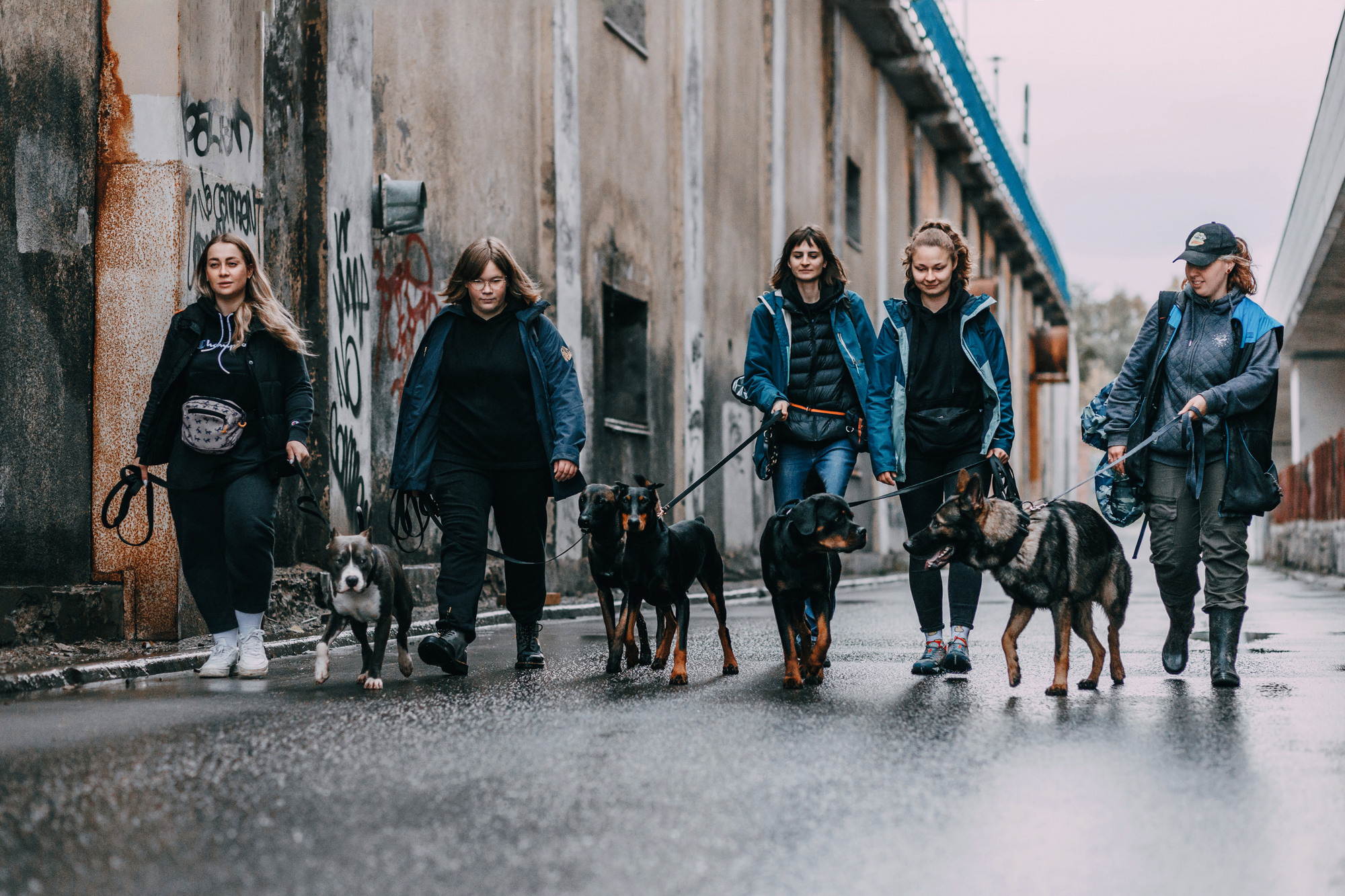 Ошейники Tame flame. Фотограф-анималист Елена Радченко, Москва