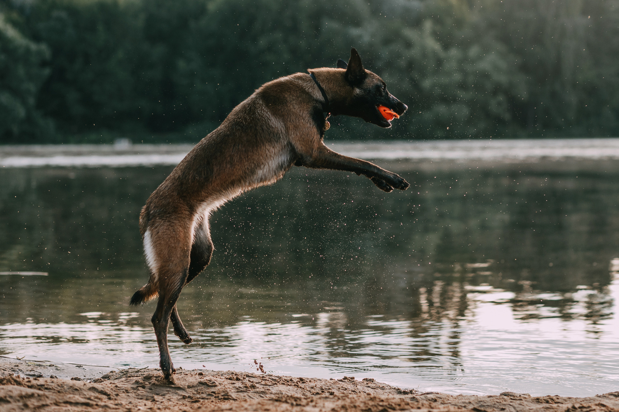 Полина и Ишка. Фотограф-анималист Елена Радченко, Москва