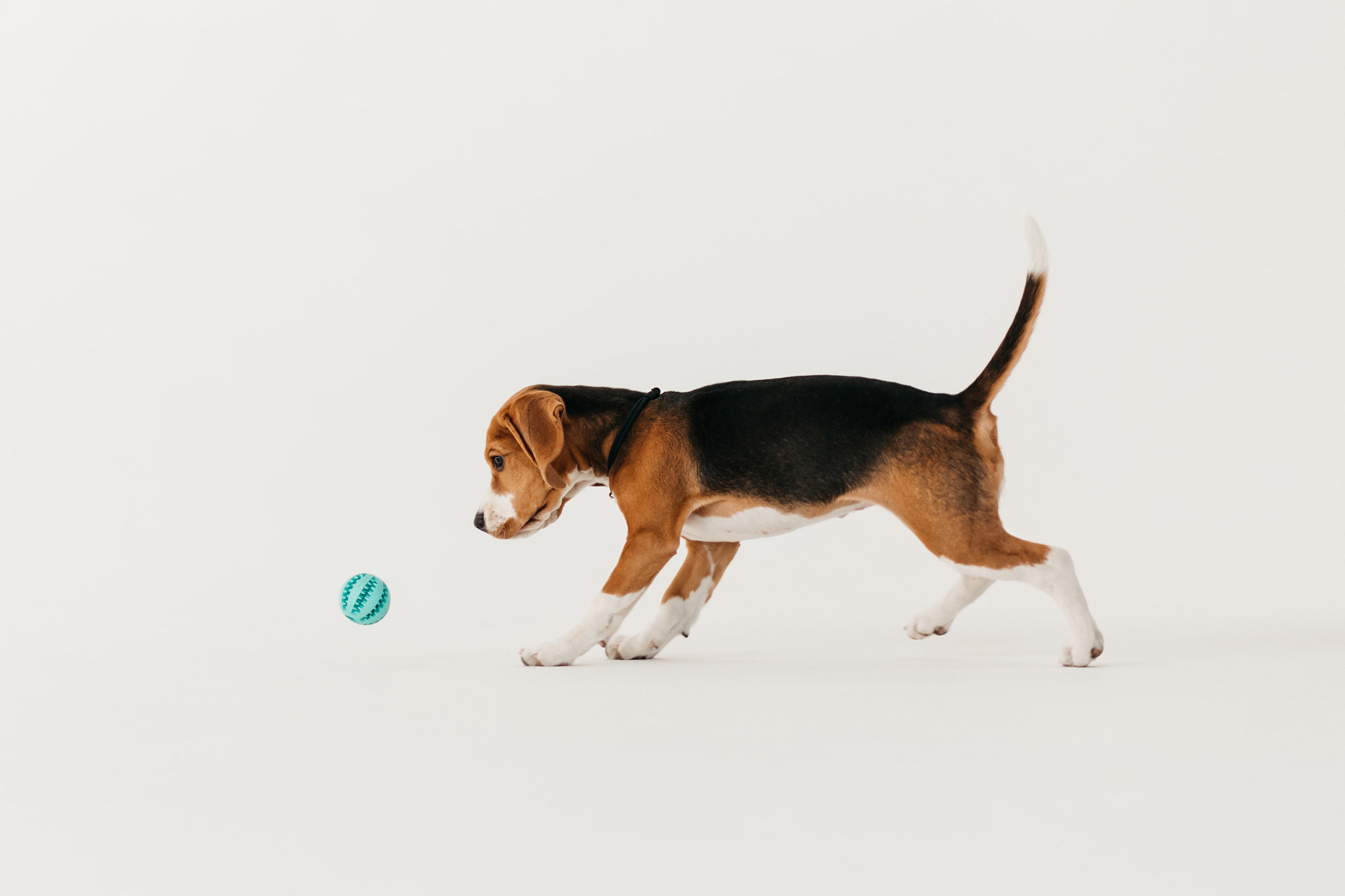 Наталия и Булочка. Фотограф-анималист Елена Радченко, Москва