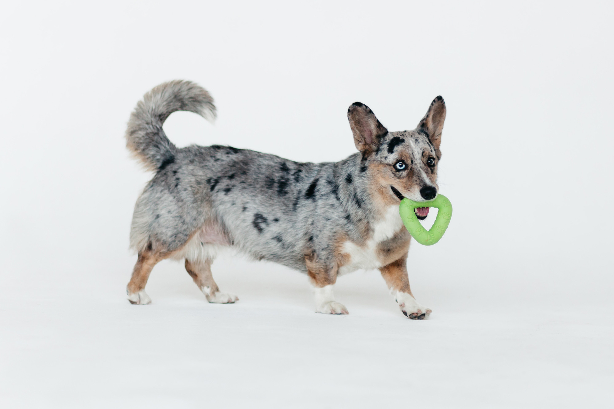 Магазин Каскад. Фотограф-анималист Елена Радченко, Москва