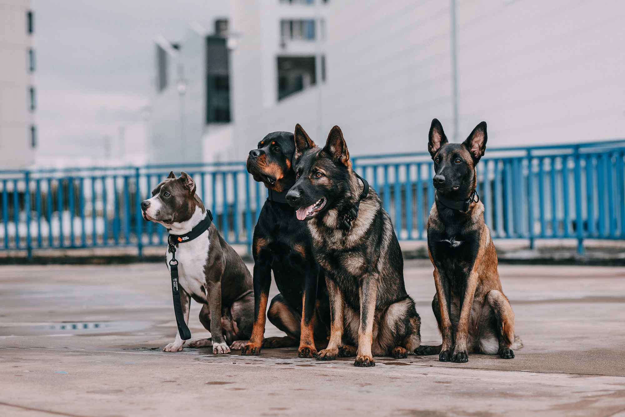 Ошейники Tame flame. Фотограф-анималист Елена Радченко, Москва