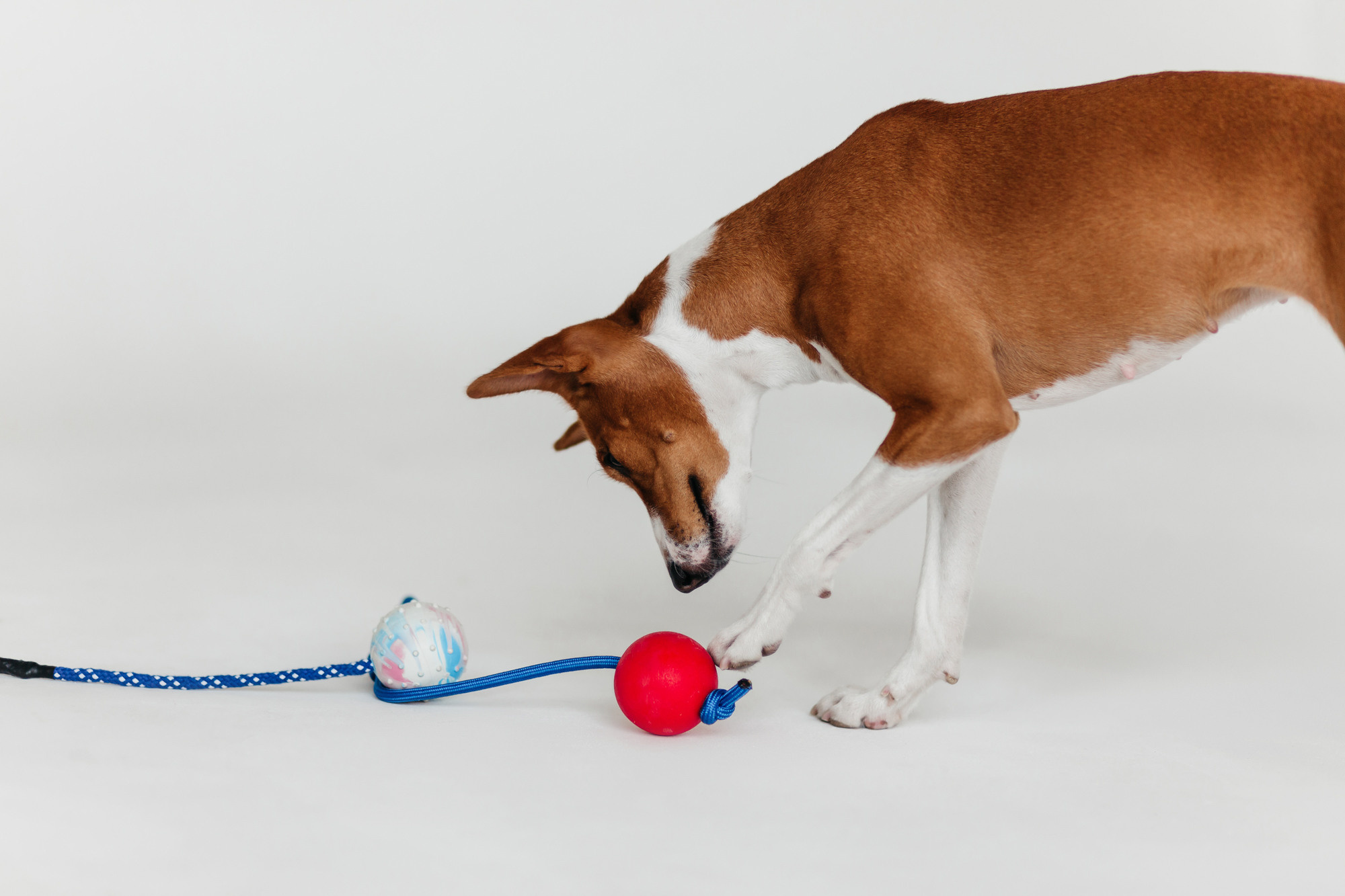 Магазин Каскад. Фотограф-анималист Елена Радченко, Москва
