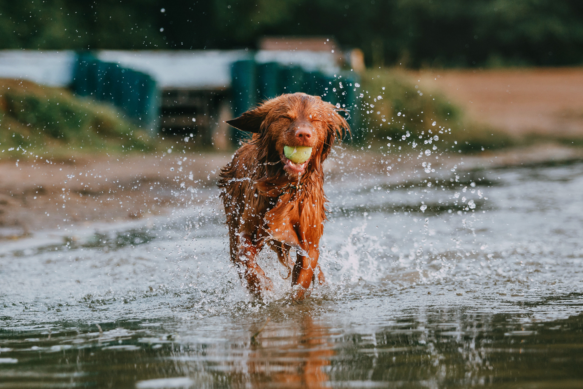 Бублик. Фотограф-анималист Елена Радченко, Москва