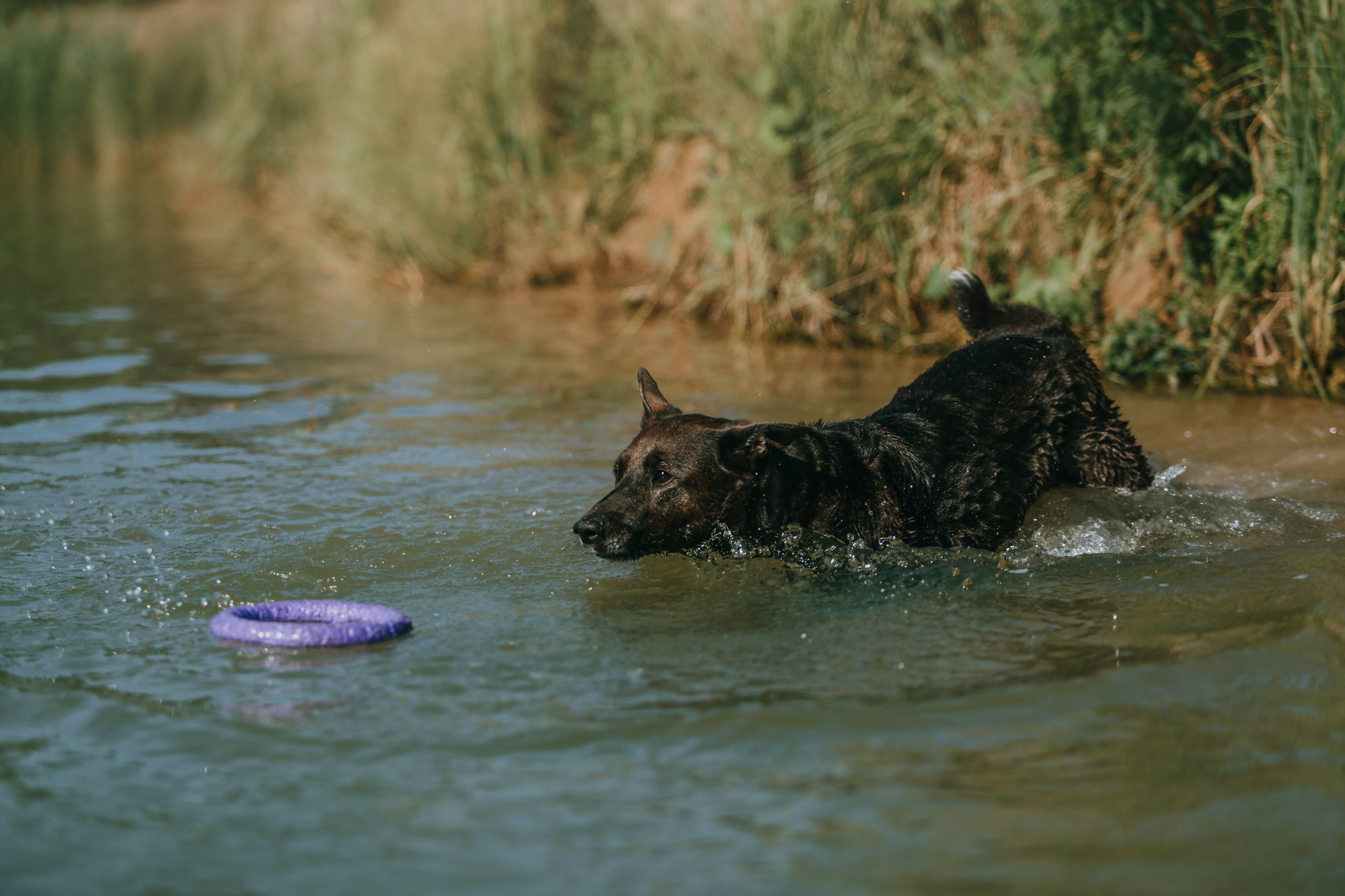 Бэлла и Альма. Фотограф-анималист Елена Радченко, Москва