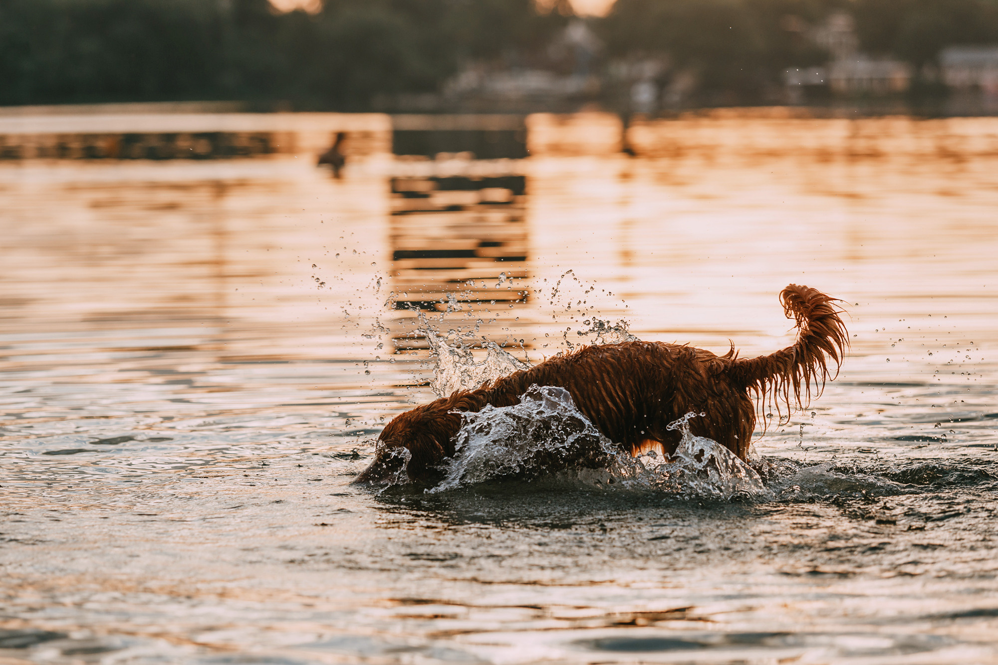 Бублик. Фотограф-анималист Елена Радченко, Москва