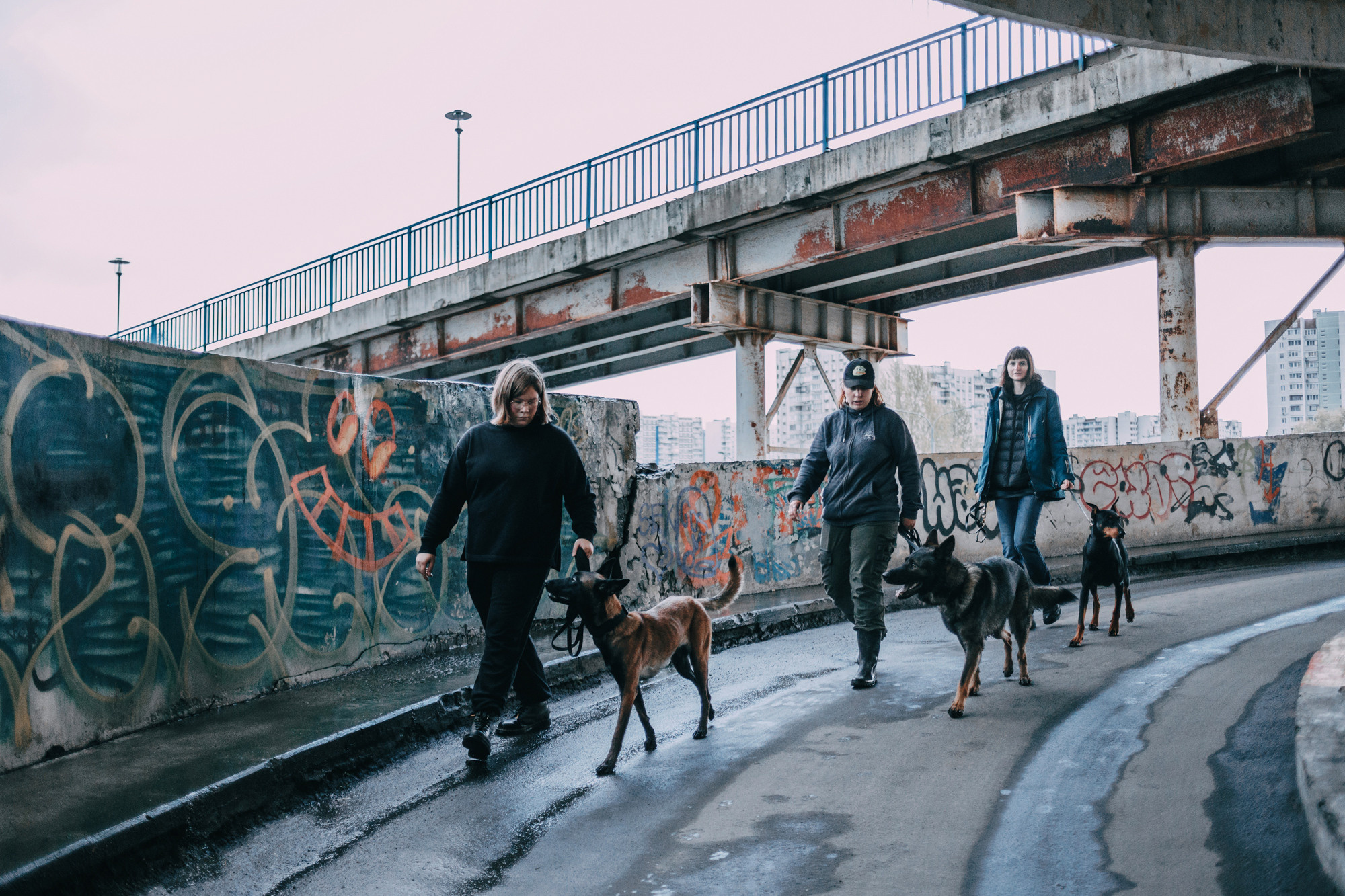 Ошейники Tame flame. Фотограф-анималист Елена Радченко, Москва